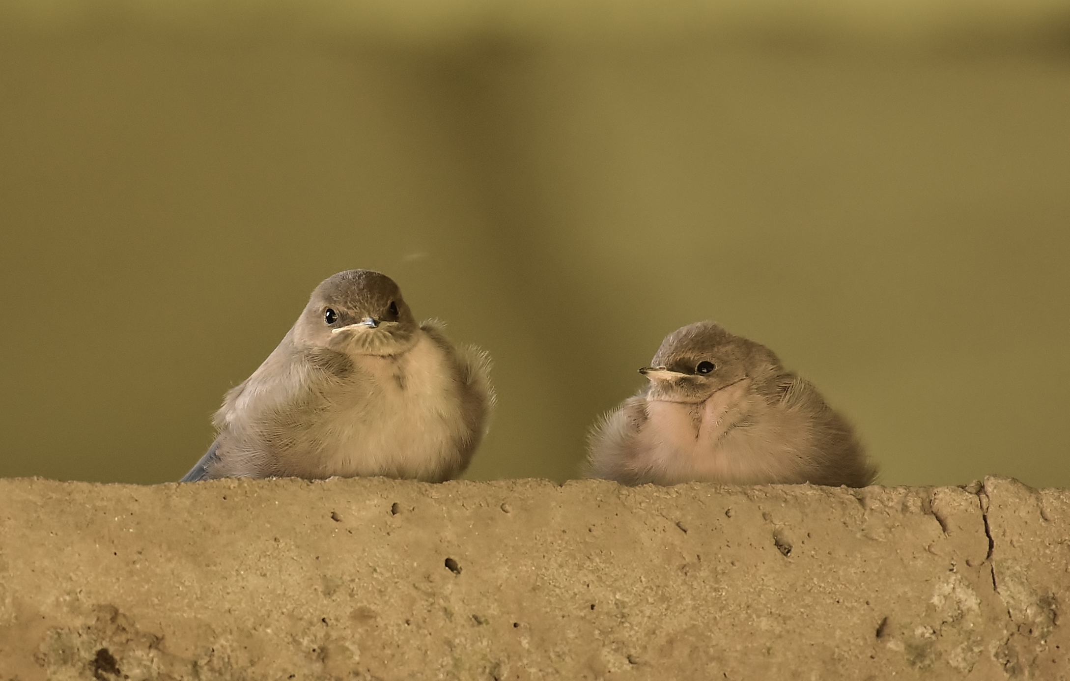 Small mountain swallows