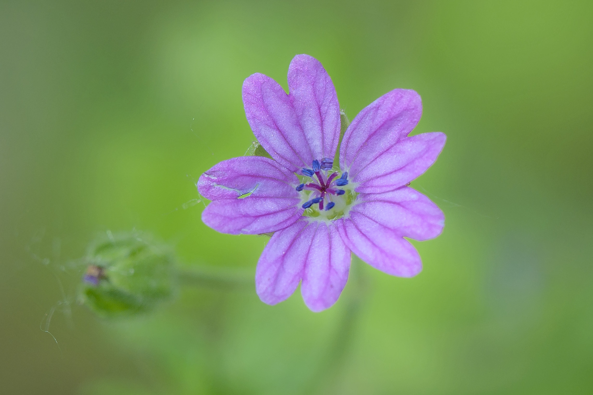 Geranio volgare - Geranium molle