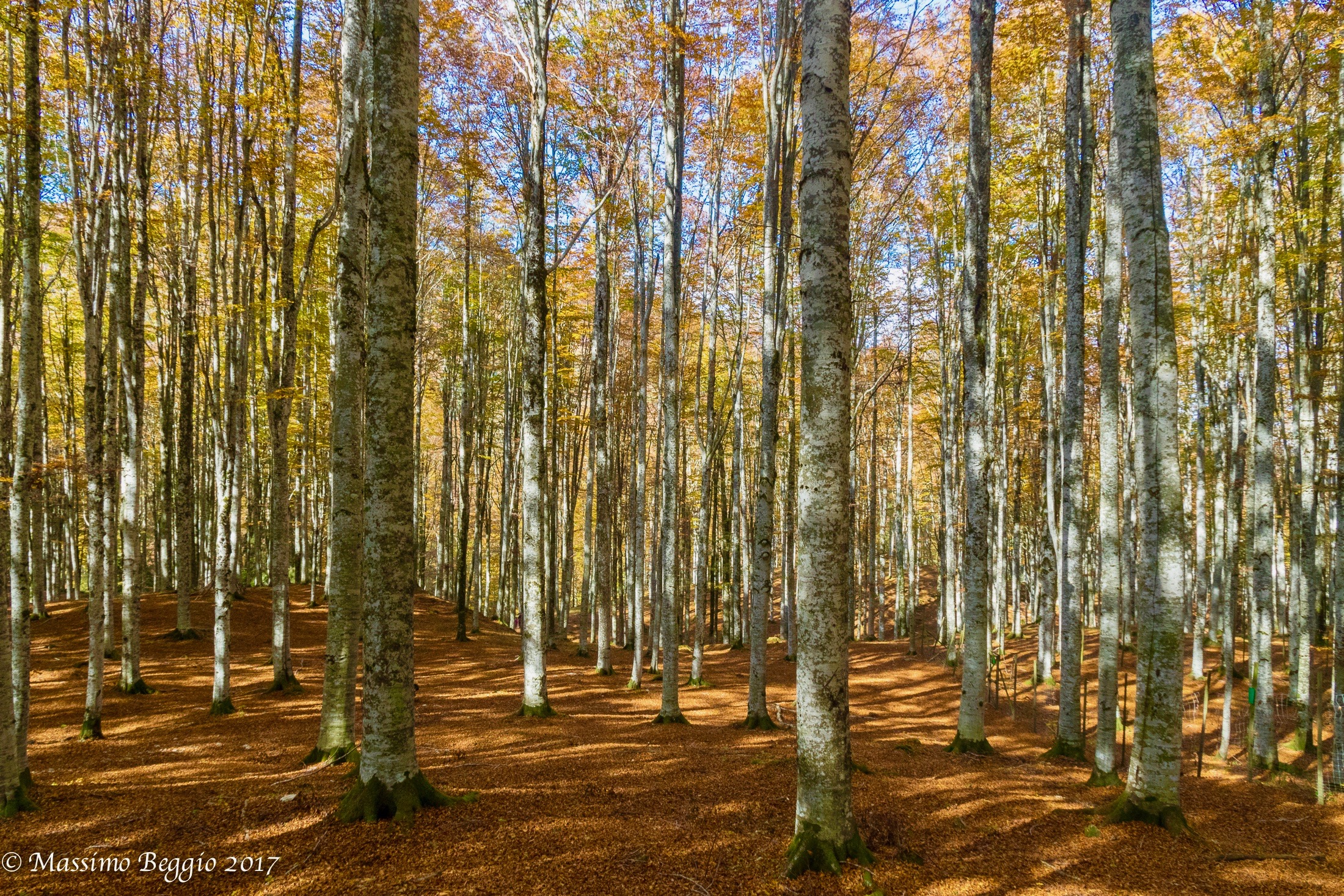 beech and birch forest