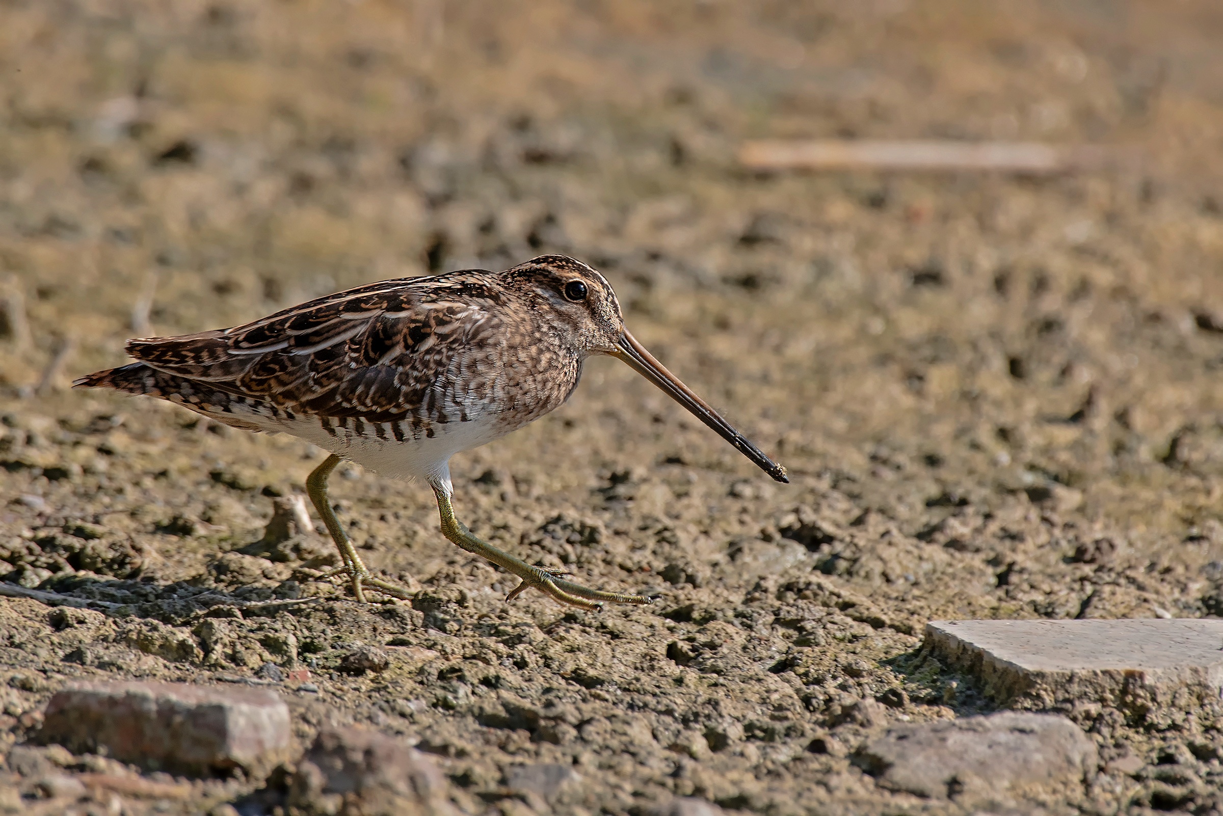 Snipe