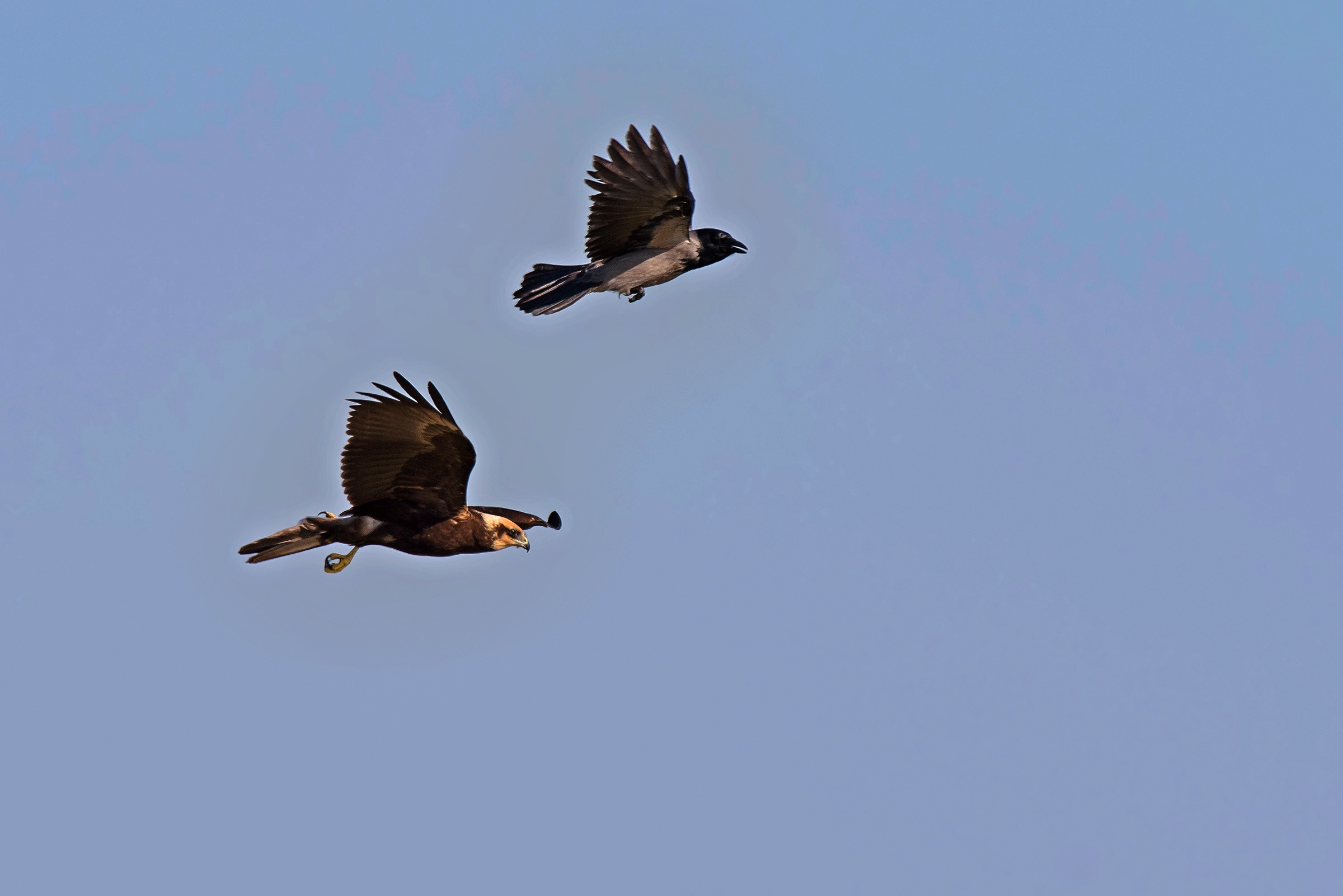 Il mobbing della Cornacchia