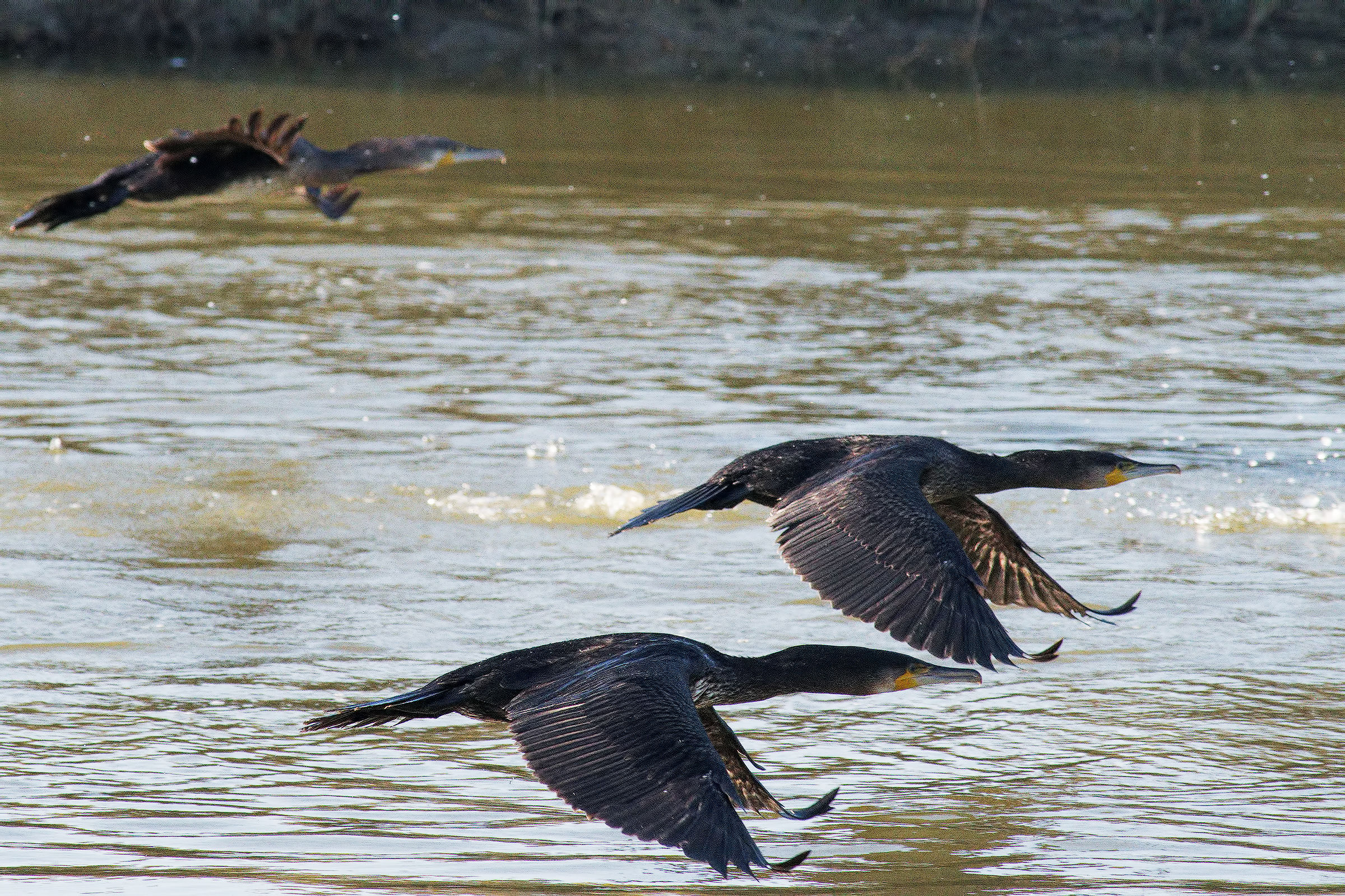 In synchronous formation