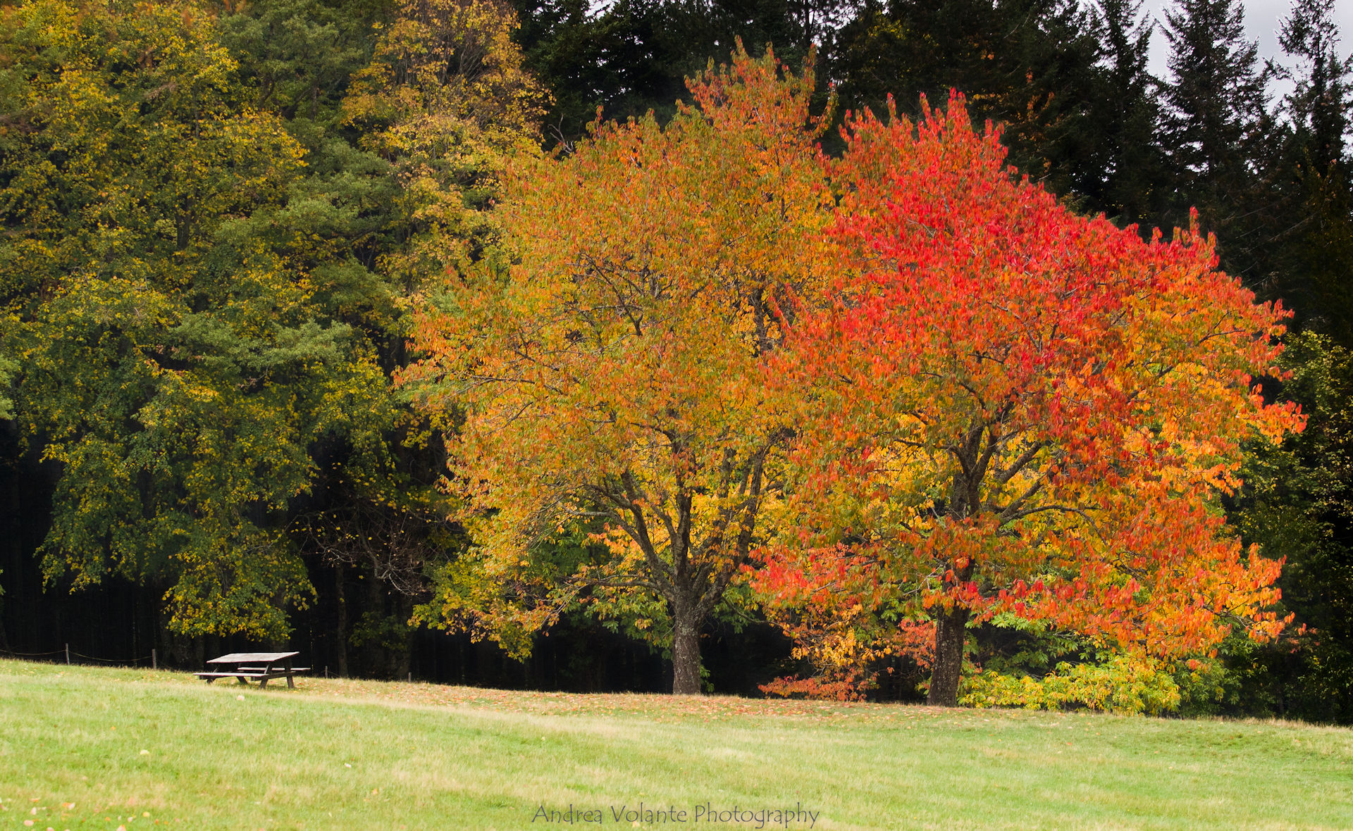 L'autunno che più amo ..Vallombrosa ottobre 2017.