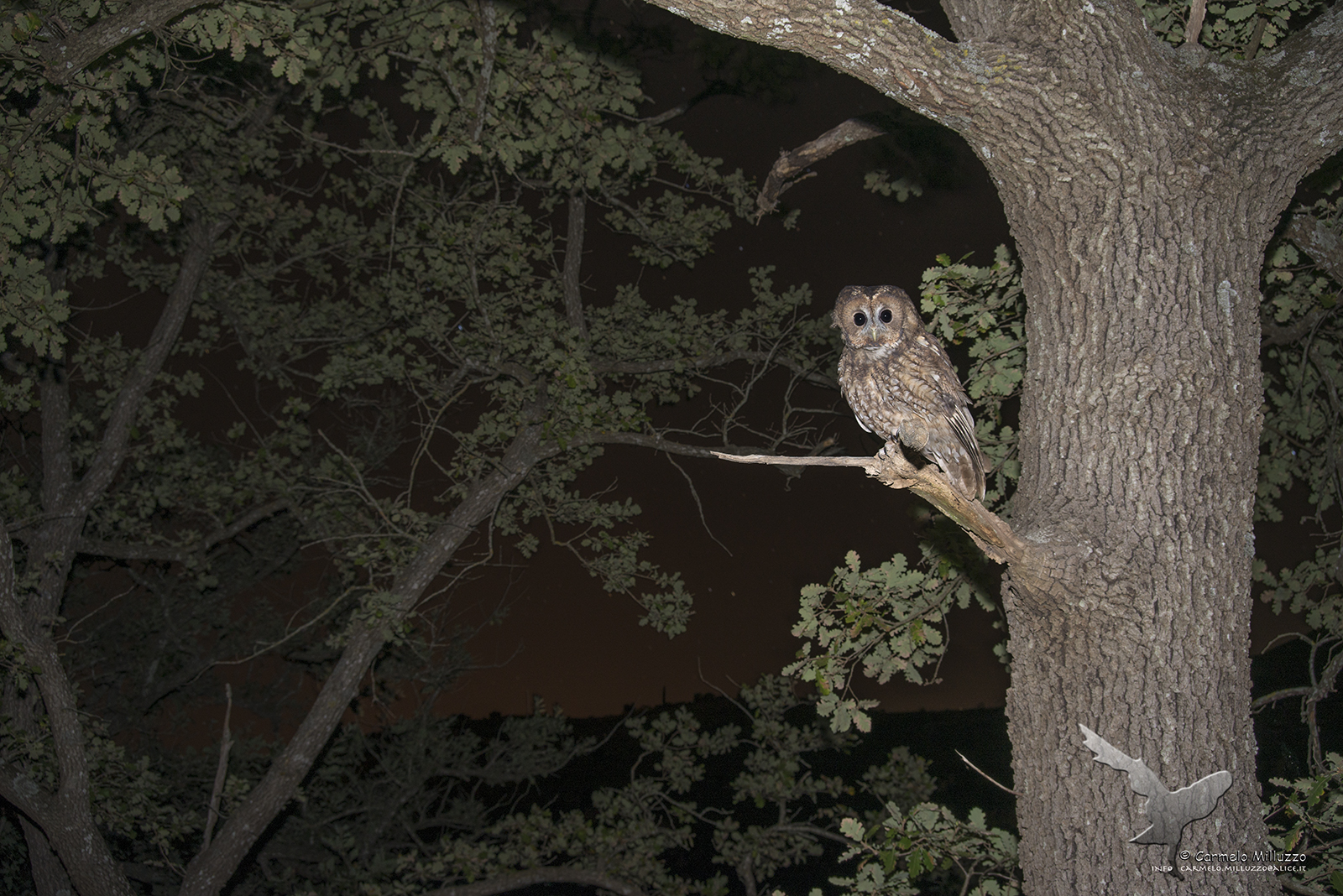 Alloco set _Strix aluco_