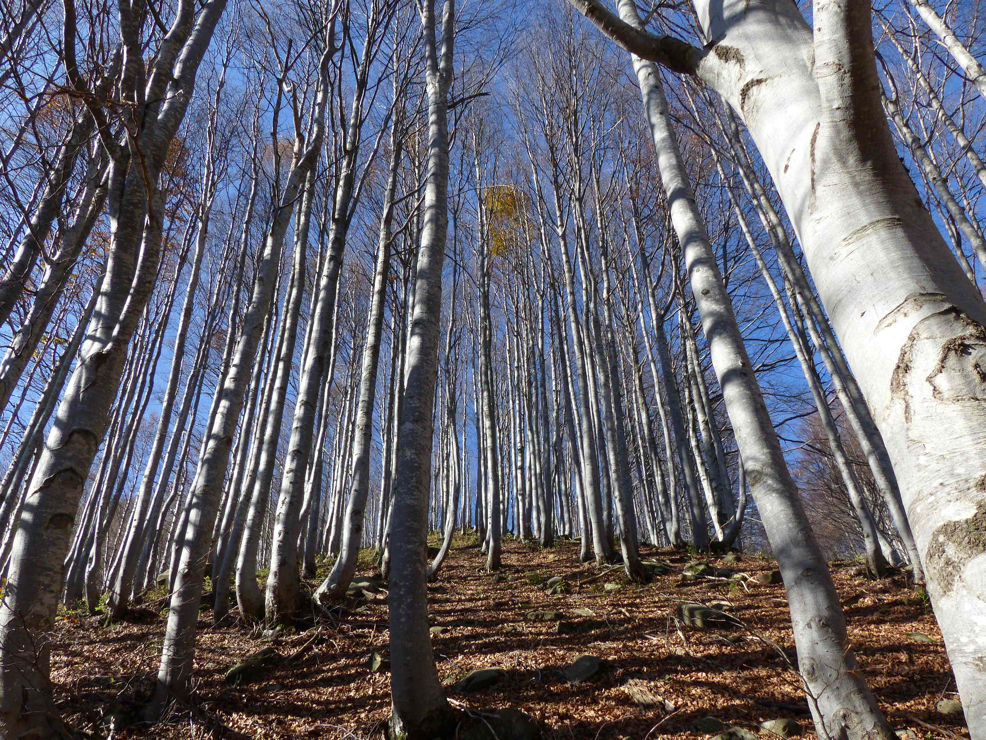 nel parco dei 100 laghi