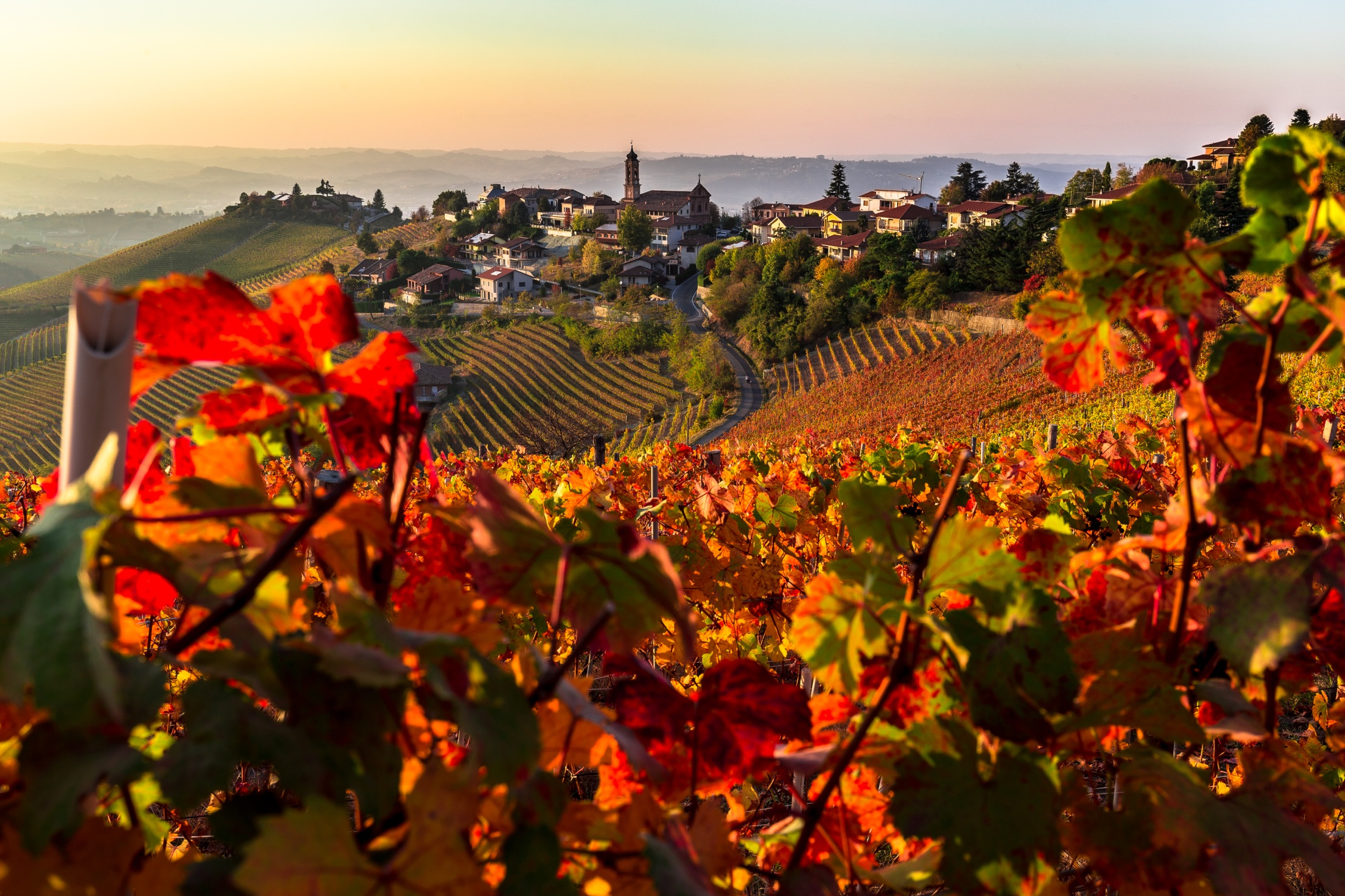 Treiso,vigne,tramonto sulle langhe