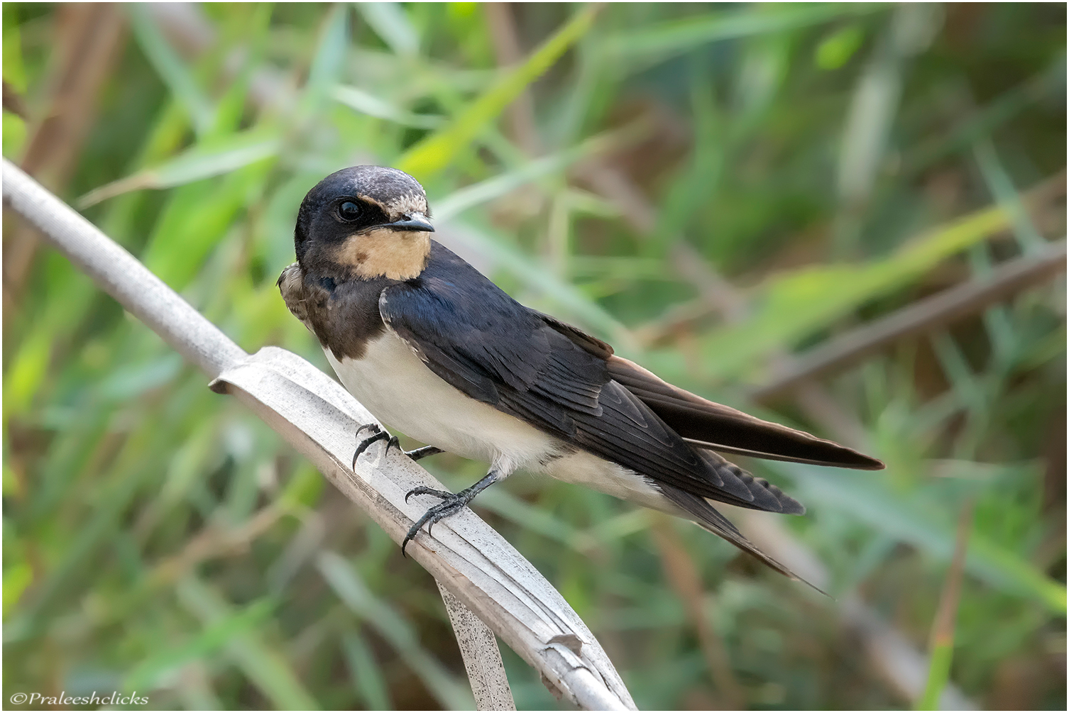 Barn Swallow