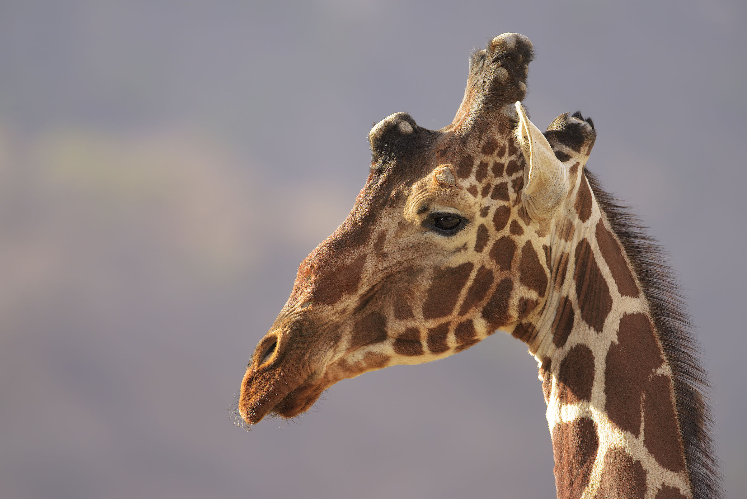 Reticulated elegance