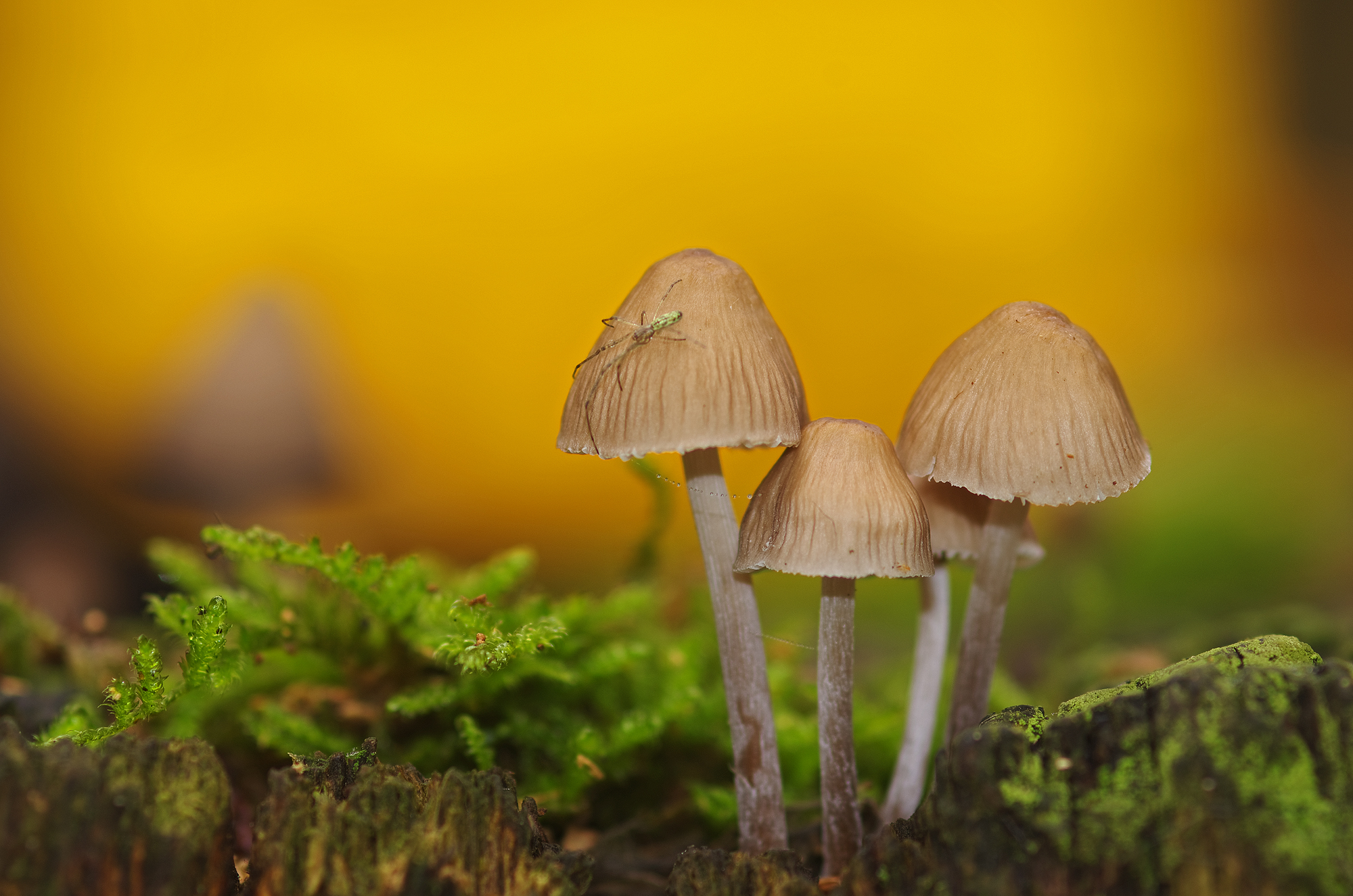 Funghetti con ospite