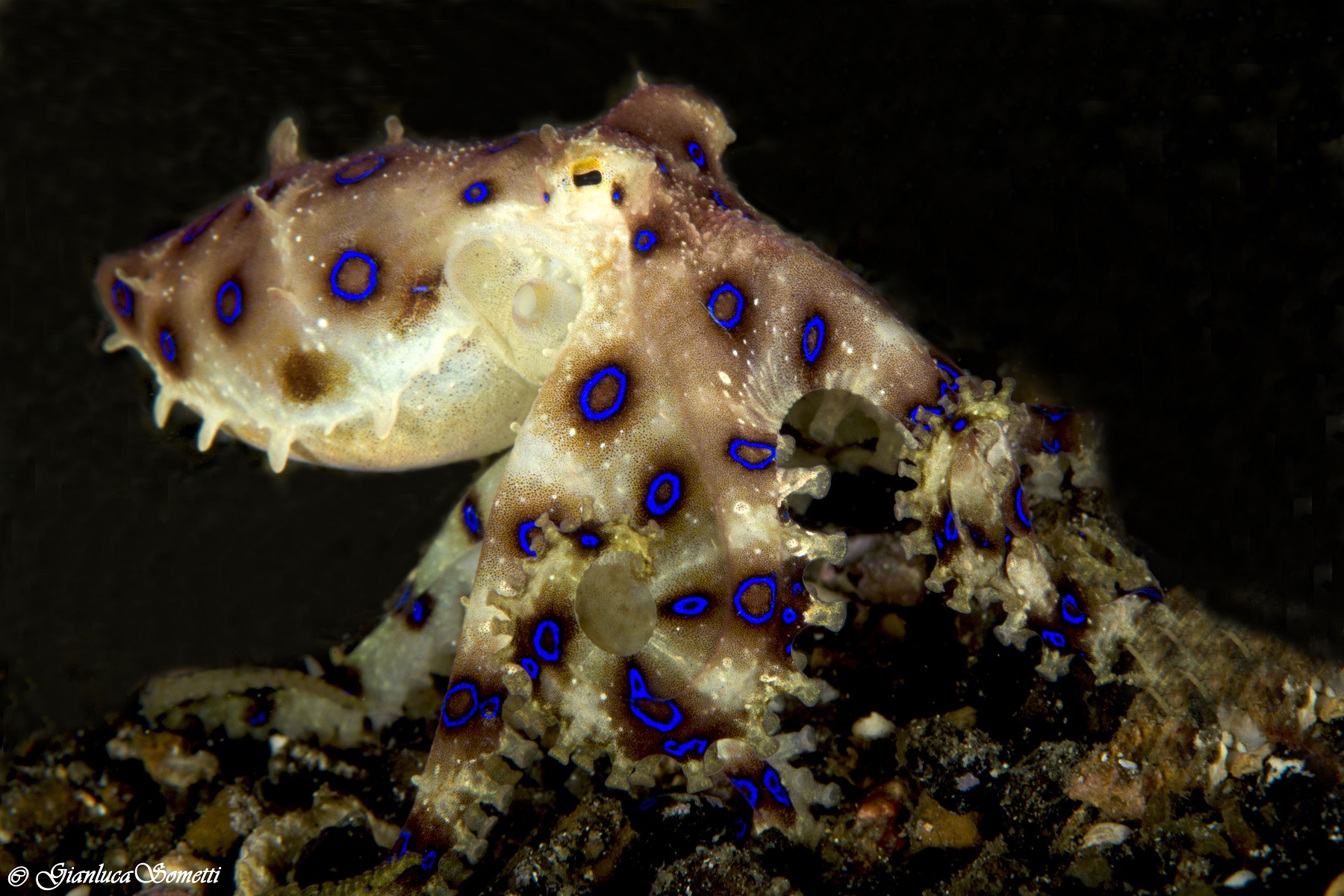 Lembeh