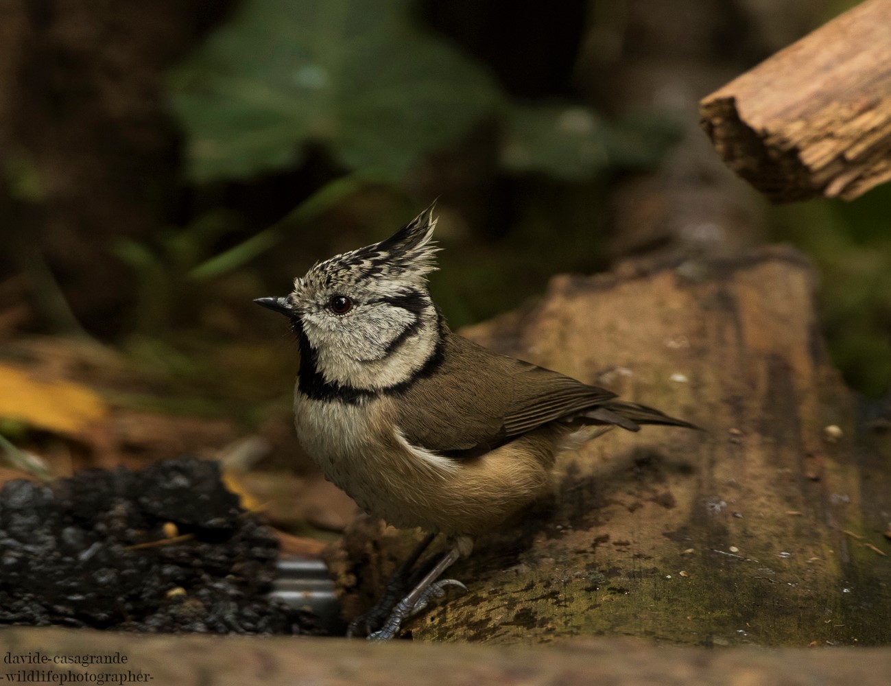 Cuff from the clump2