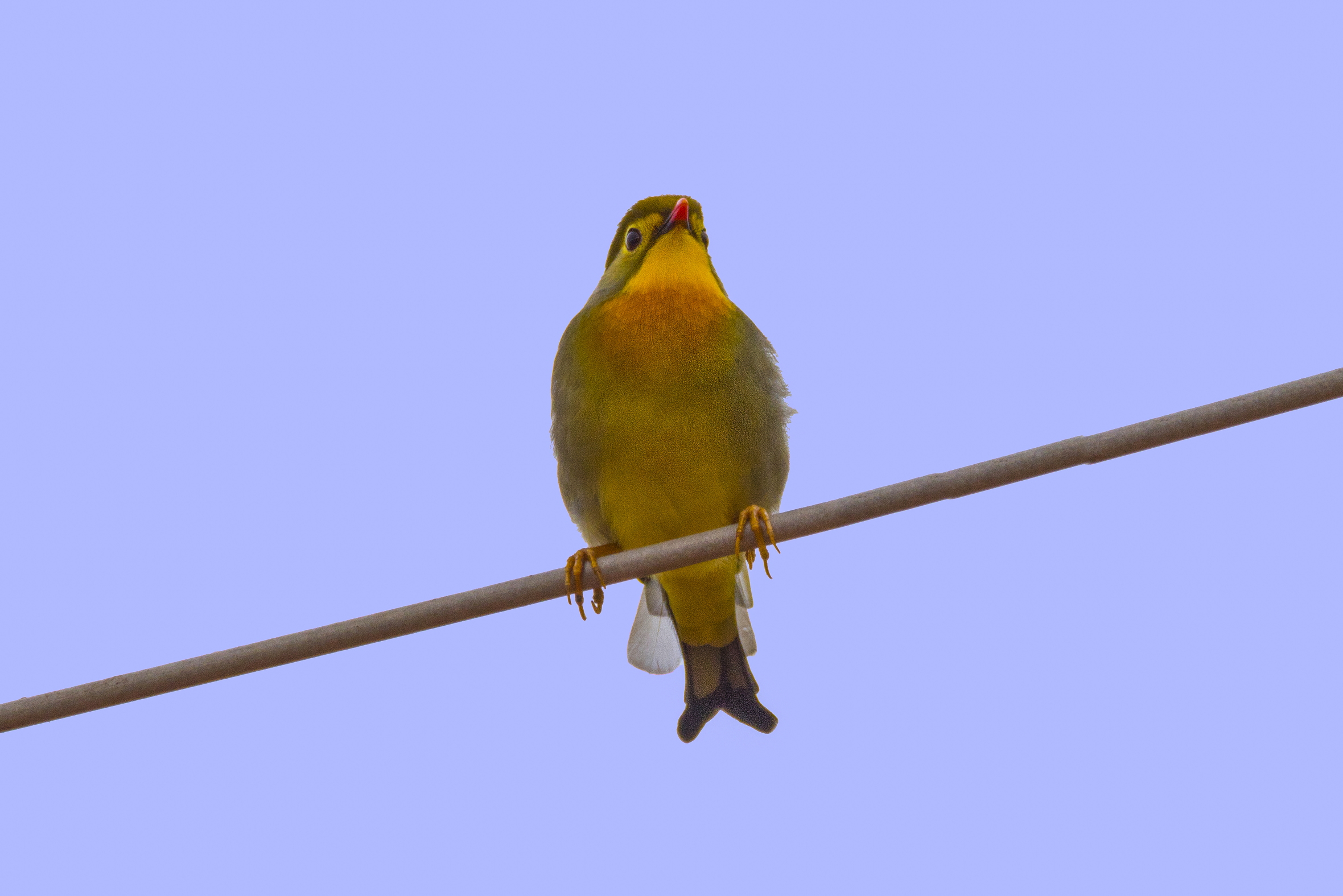 Usignolo del Giappone