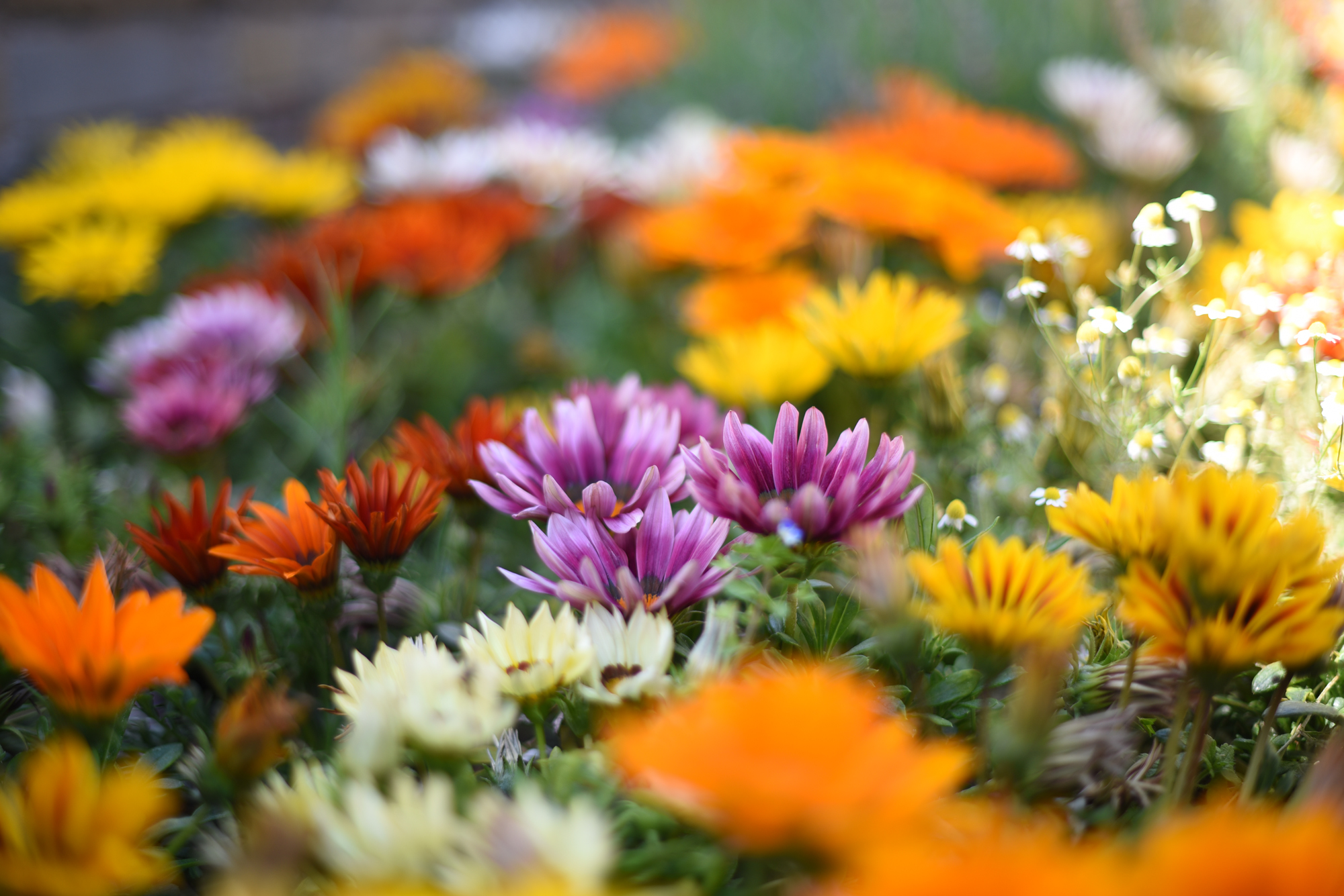 Wonder of colors and flowers