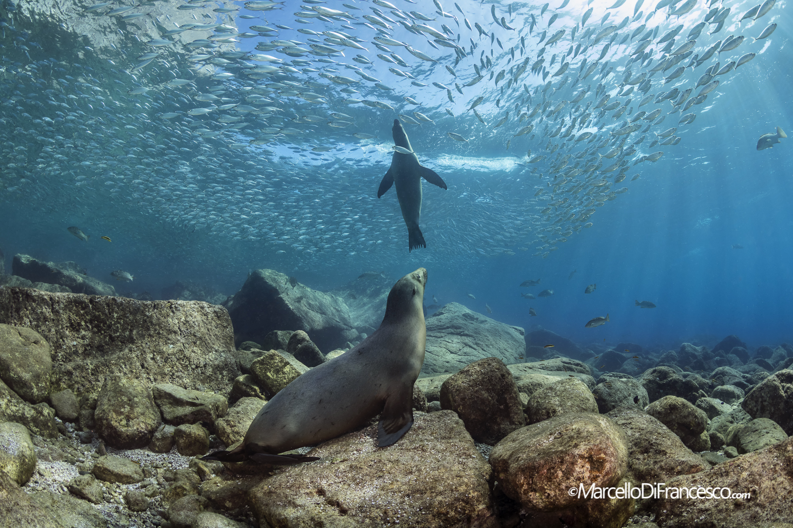 Sea lion and Sardines
