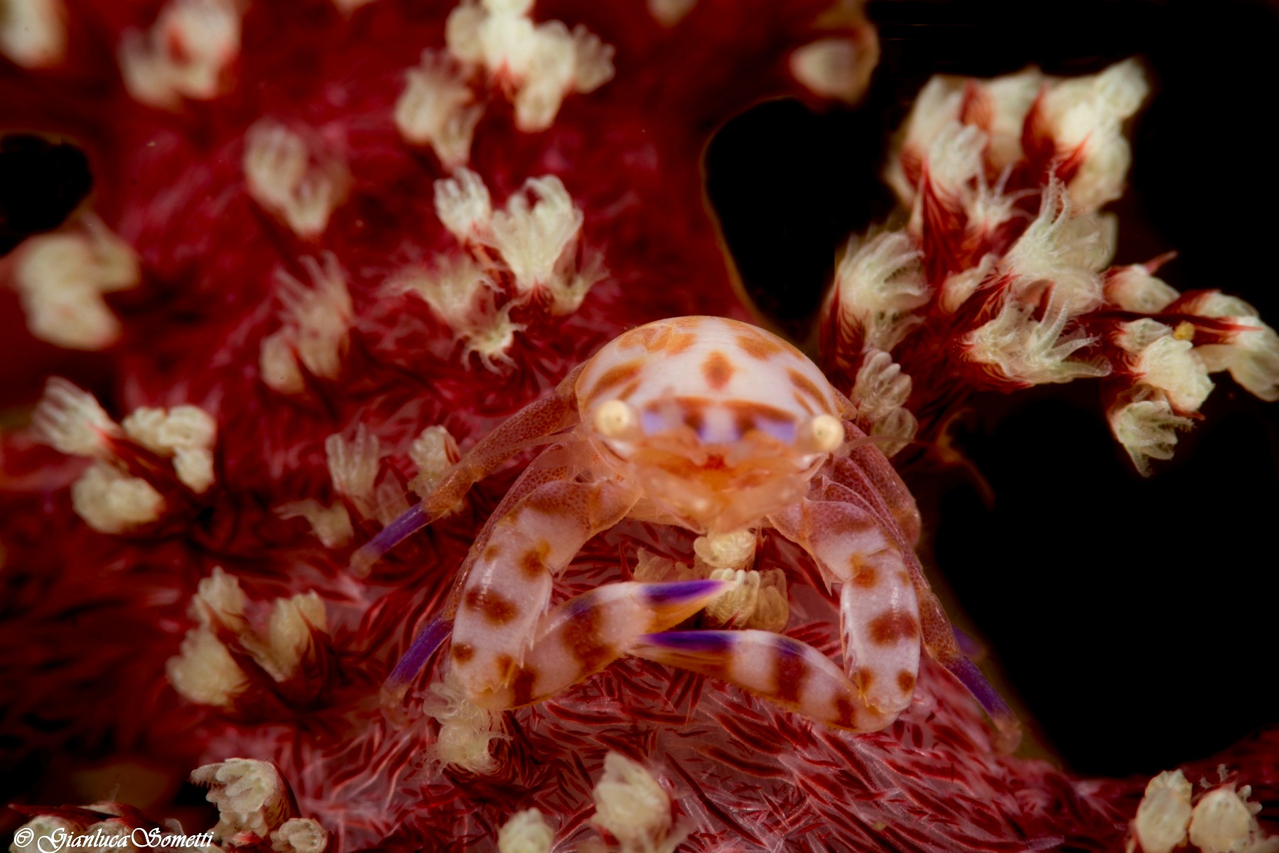 Soft coral porcelain crab