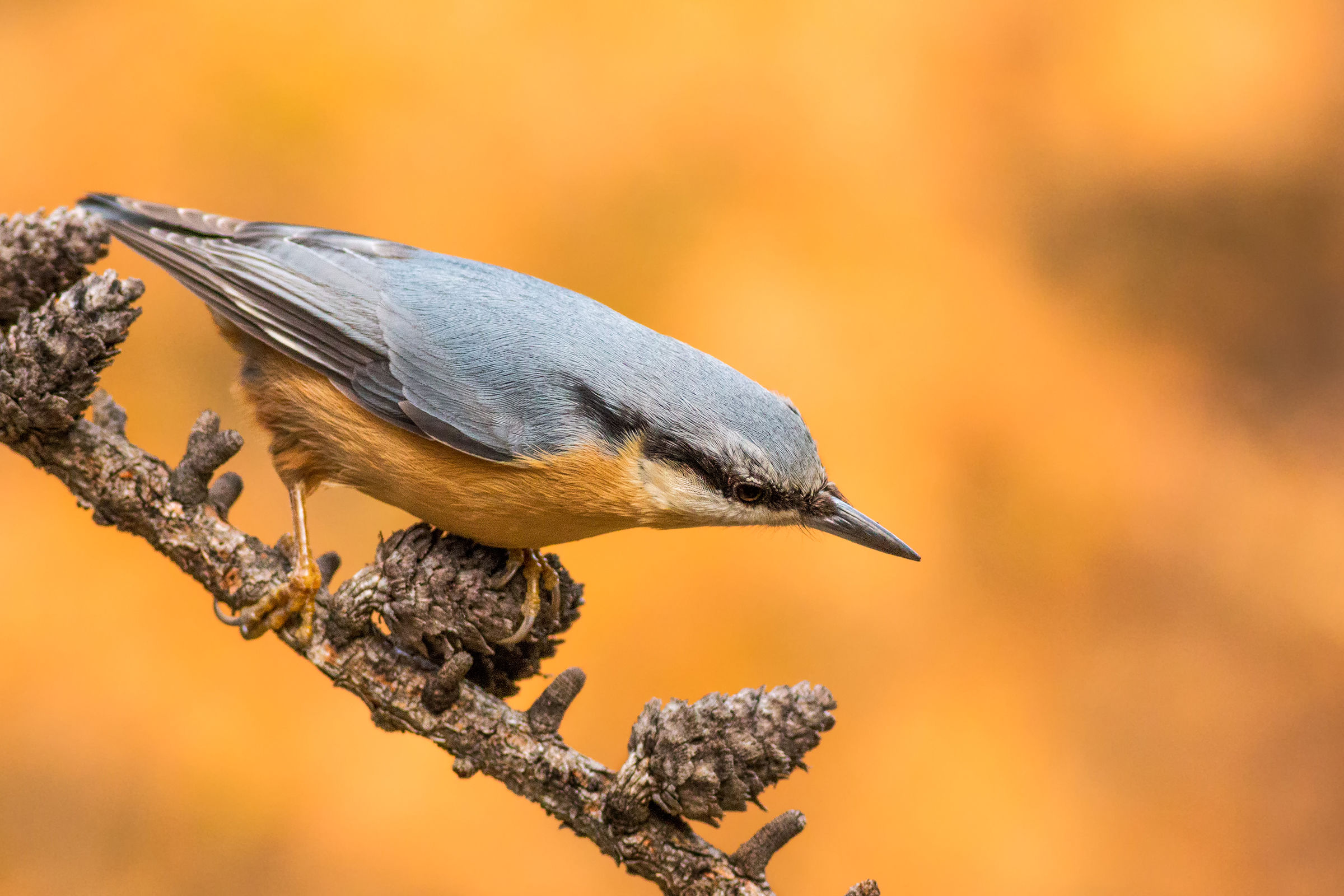 il picchio muratore e i larici della val roseg