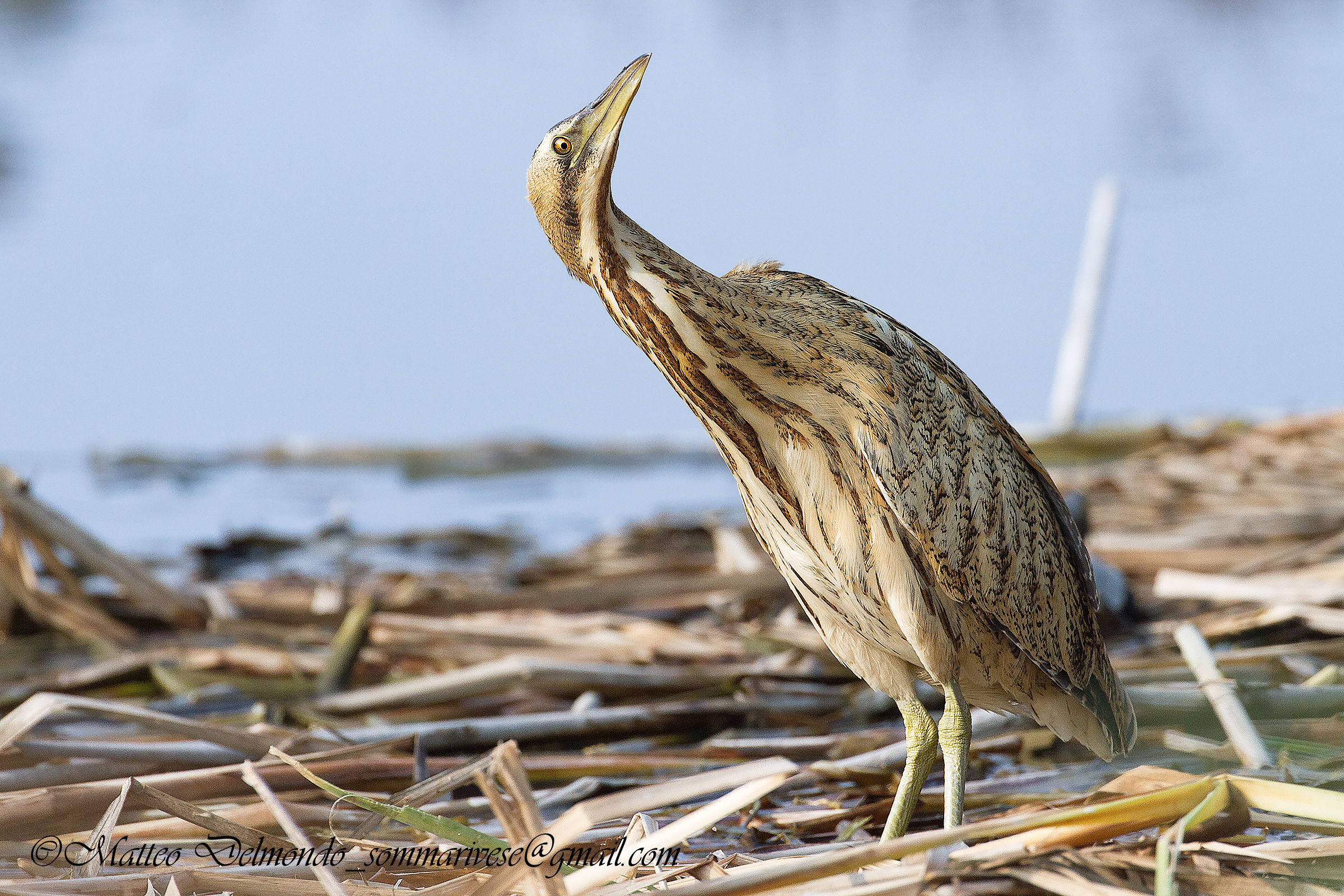 Bittern