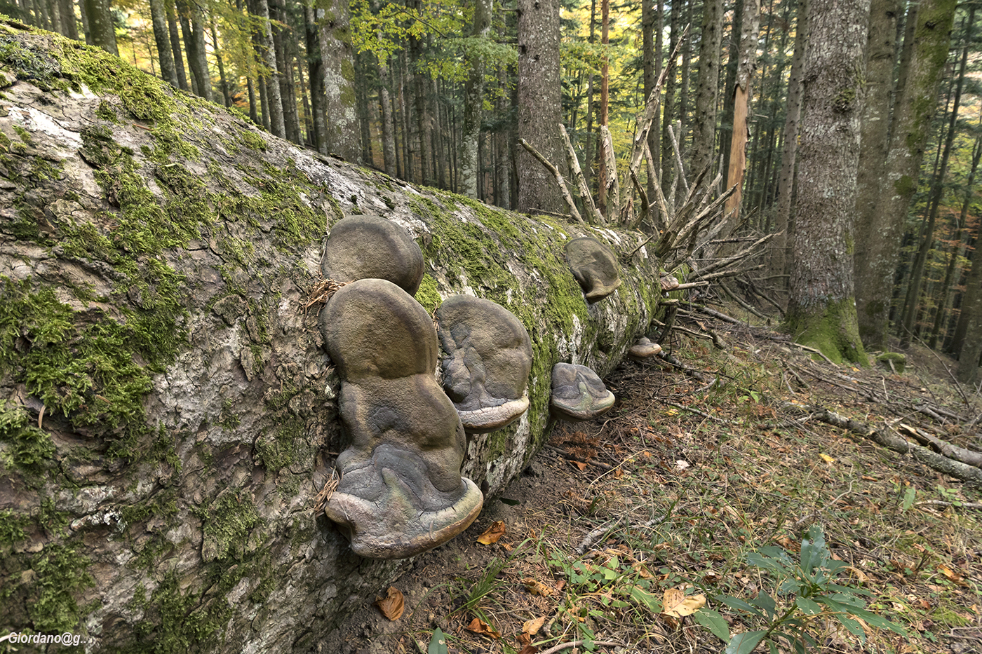 Fomes Fomentarius ...