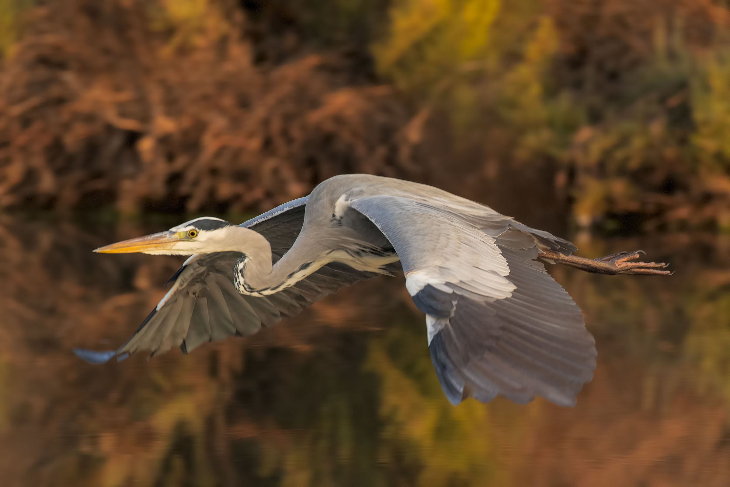 Cowhide first morning light rampant flight