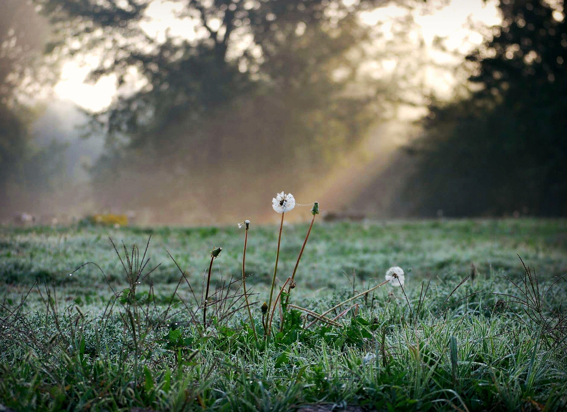 Esprimi un desiderio