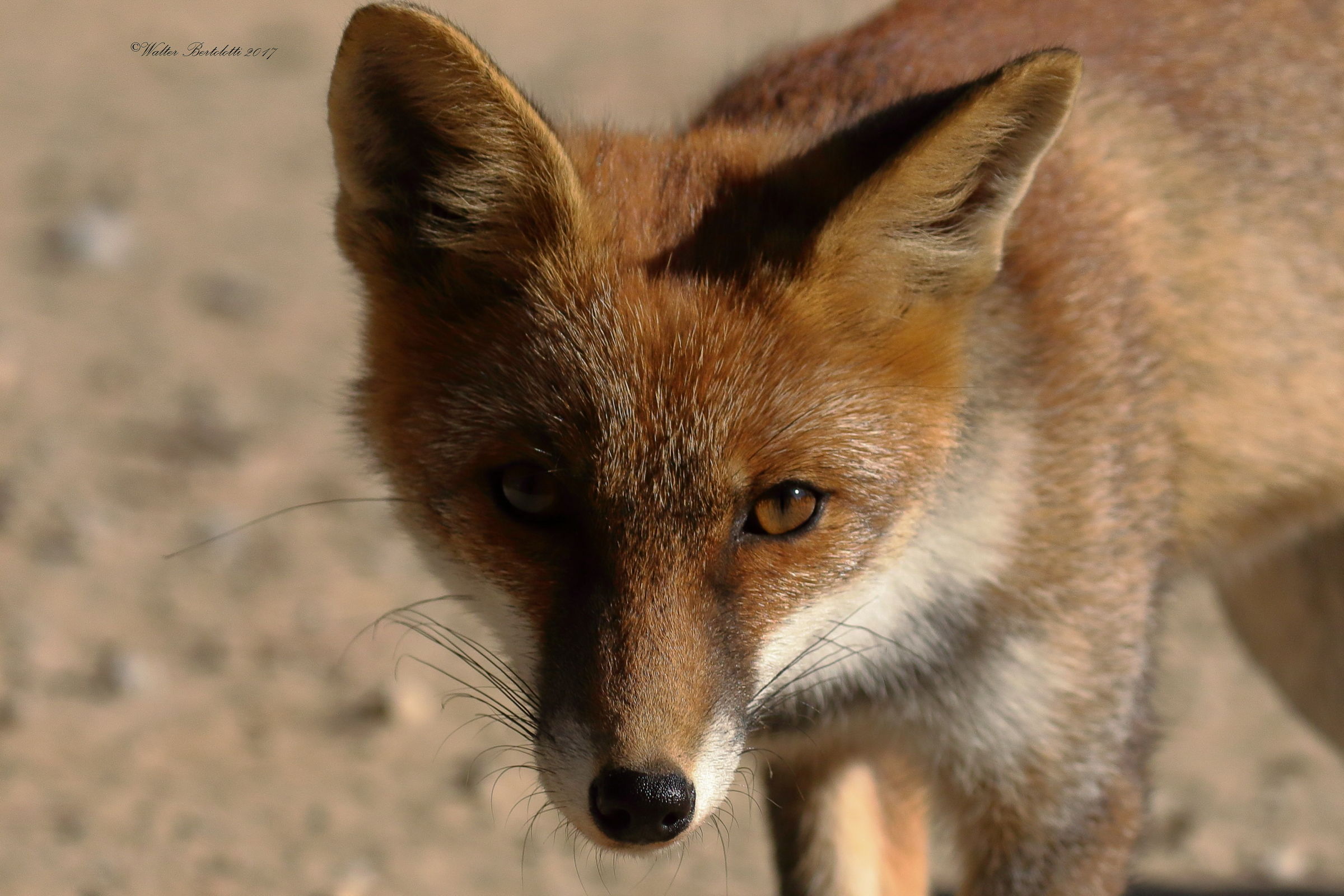 a close up, thank you.