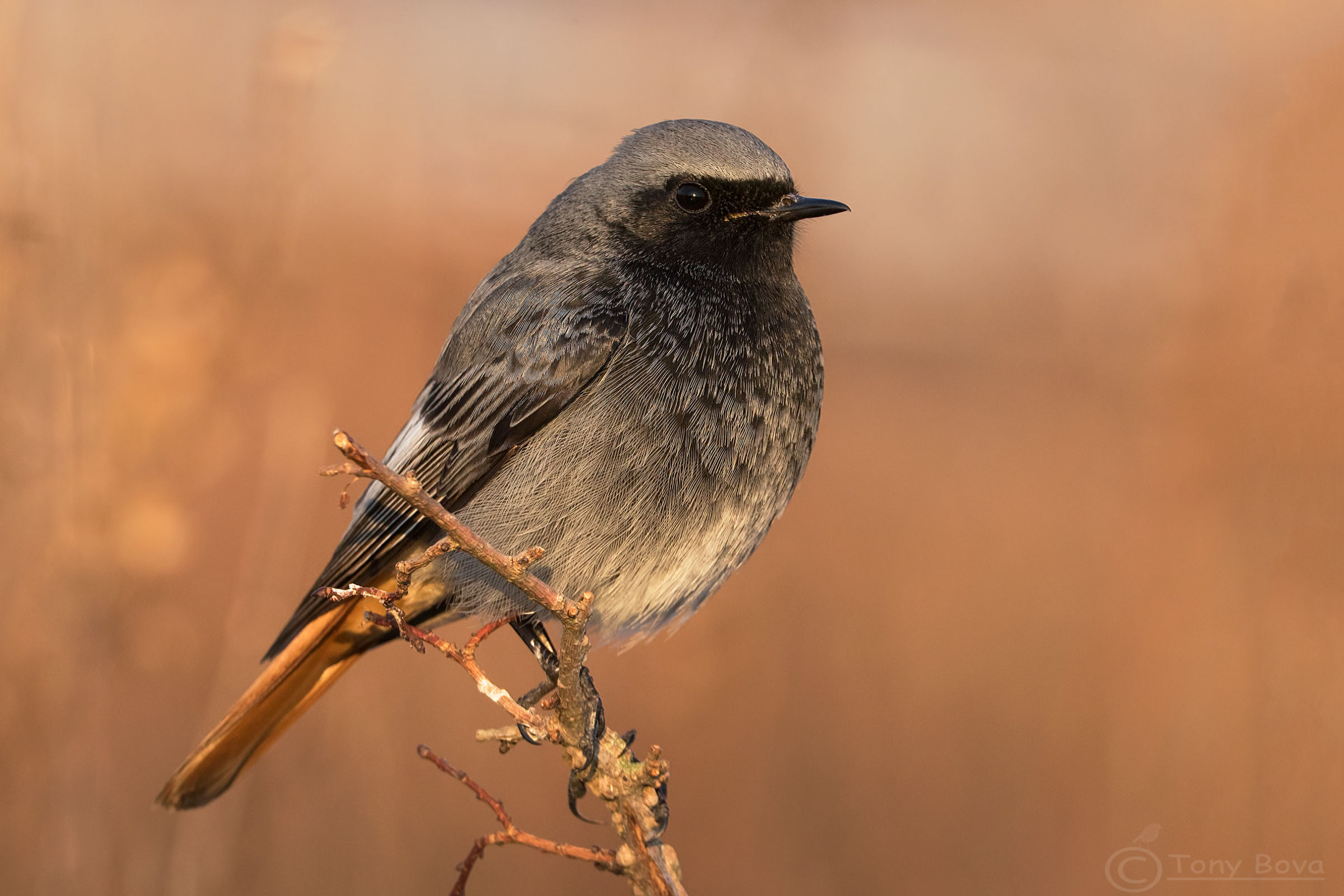 At dawn ... Sweatshirt M