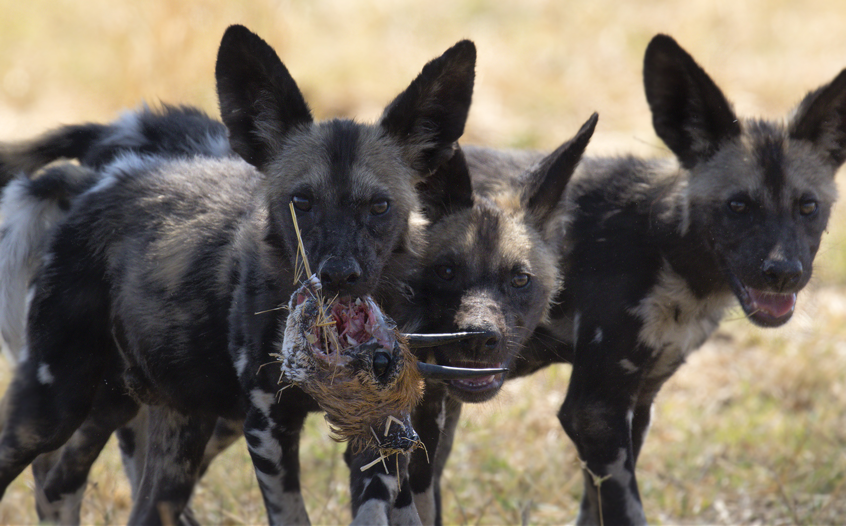 Pupi con giocattolo (Lycaon pictus)