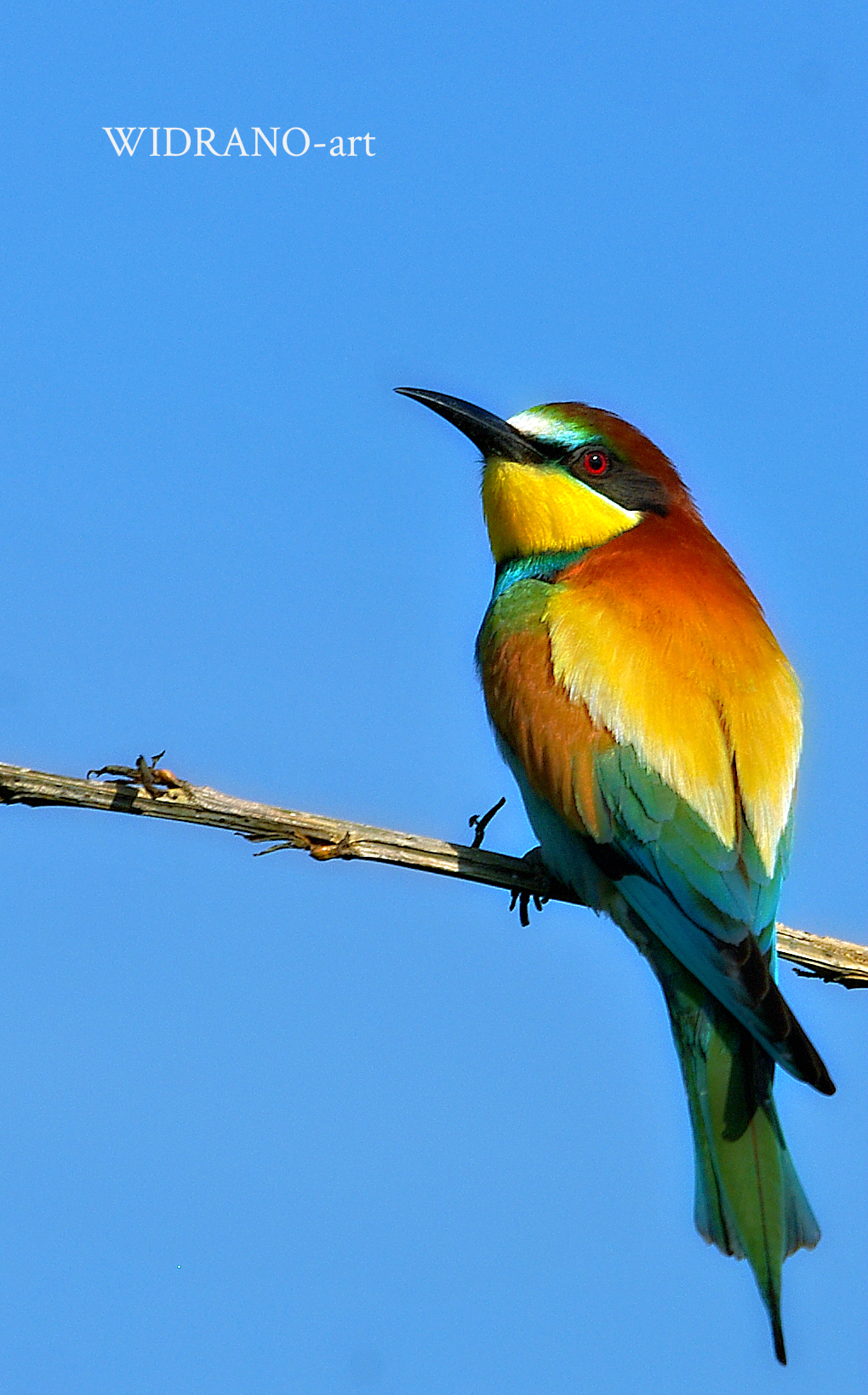 Merops apiaster