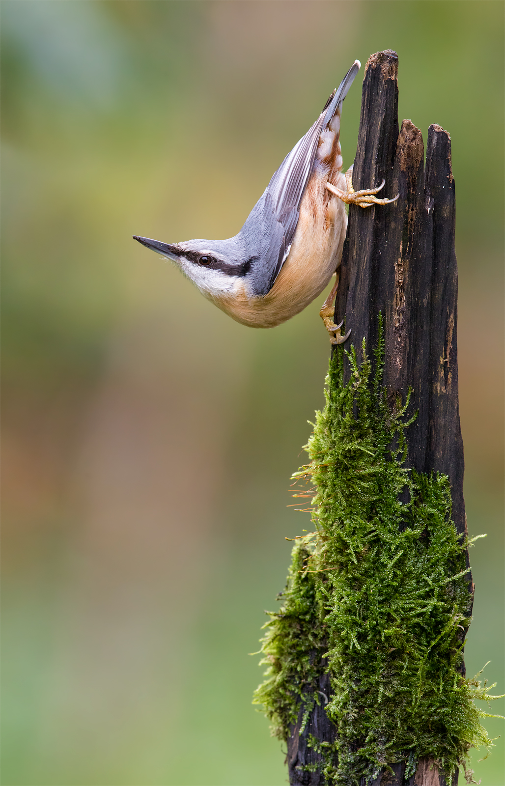 Eurasian nuthatch