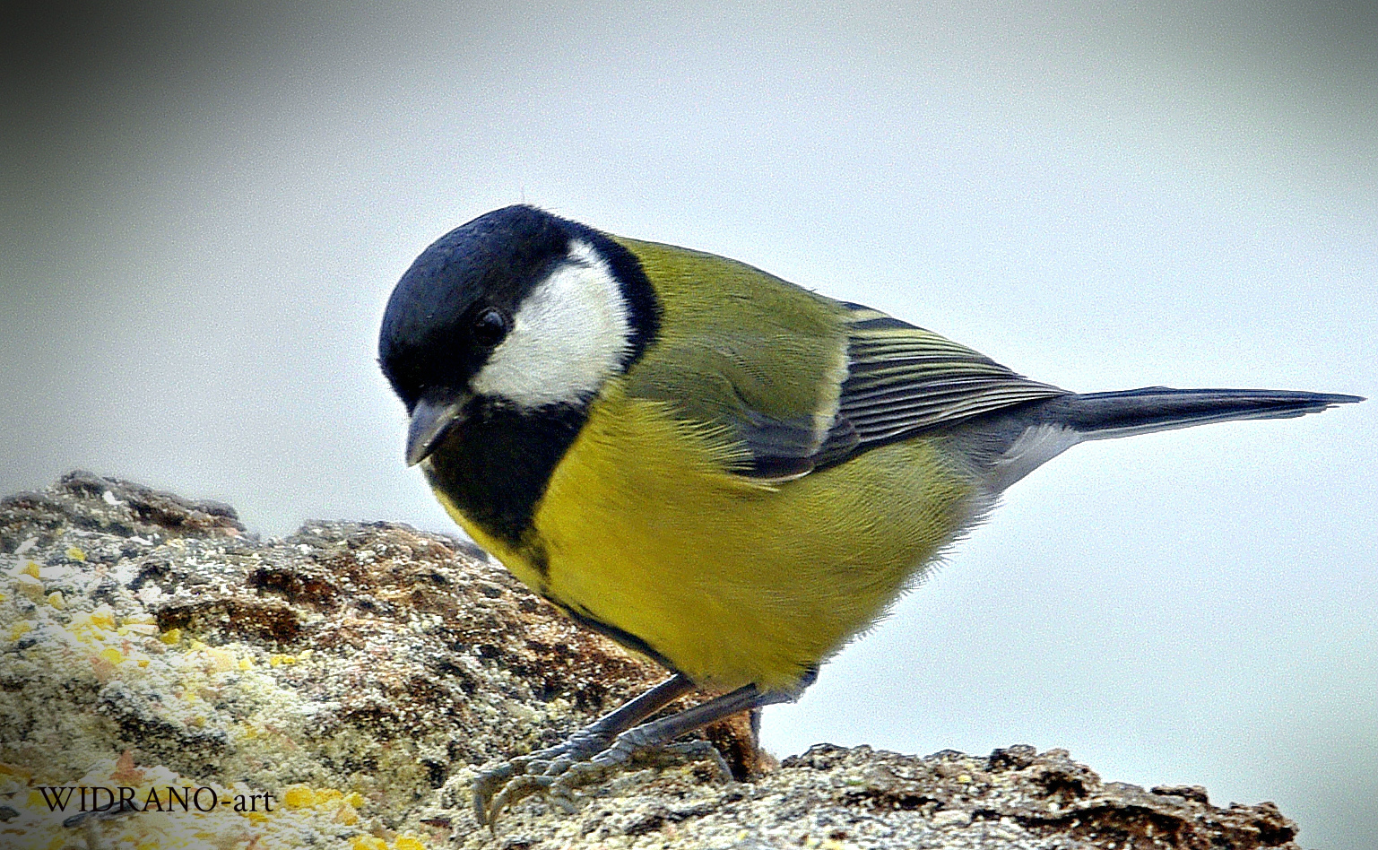 Parus major