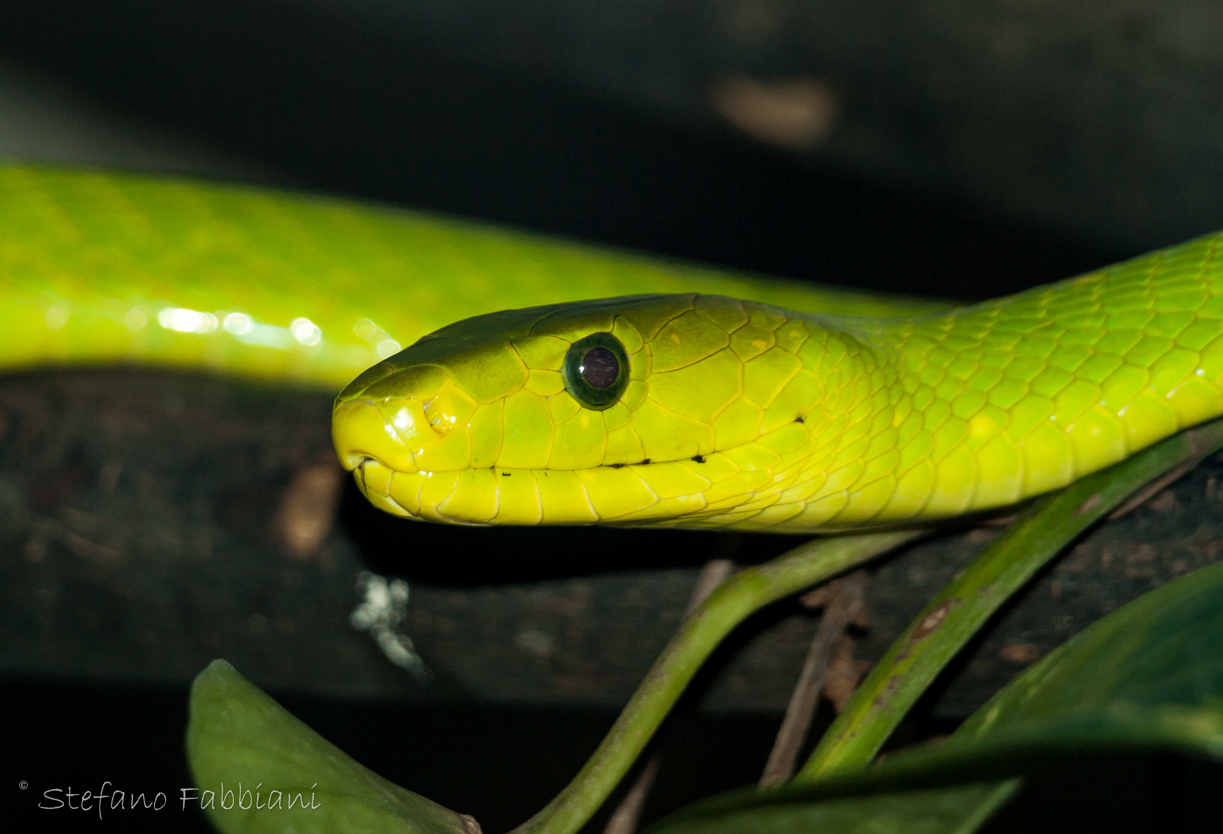 Mamba verde orientale
