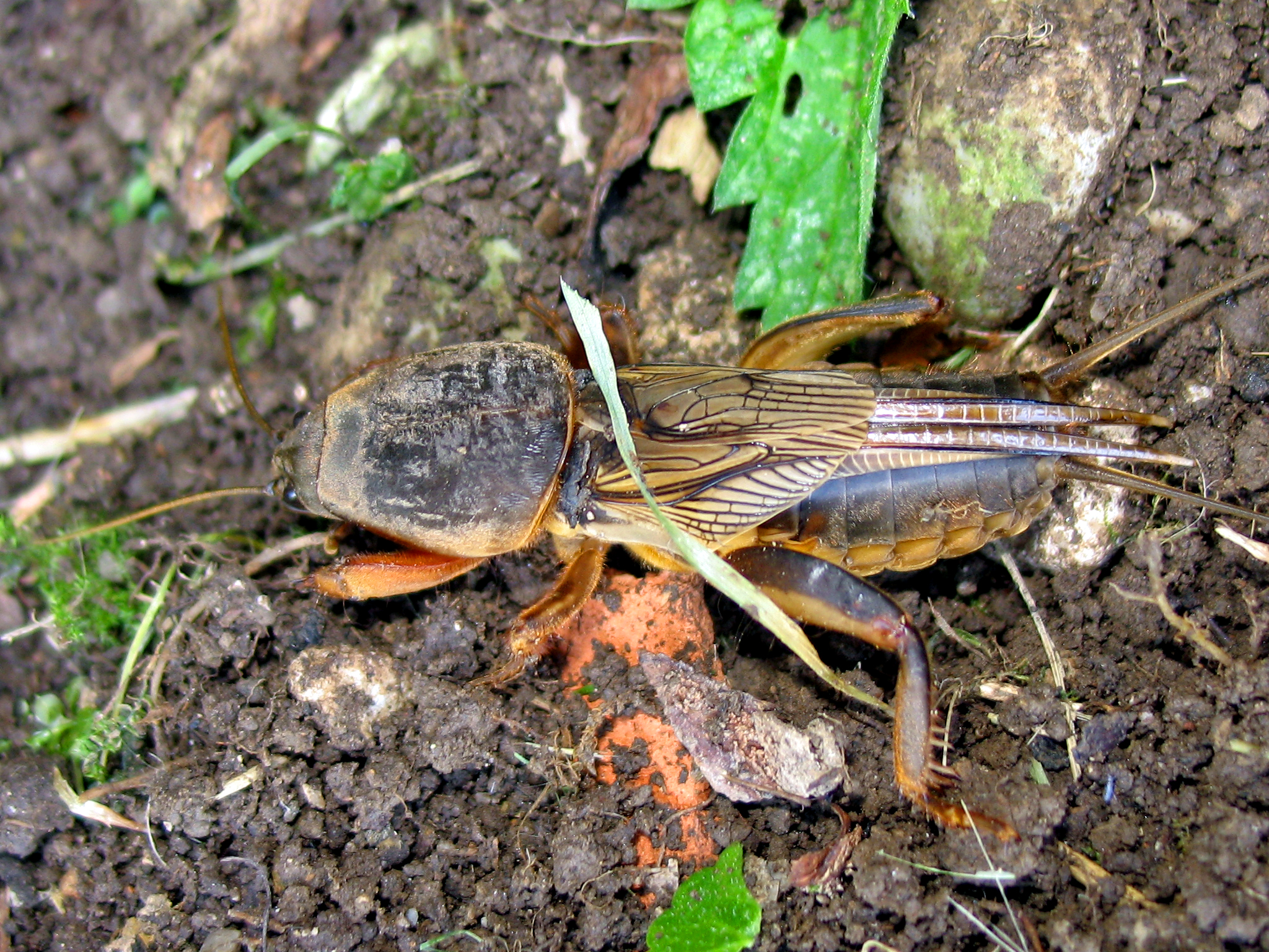 mole cricket