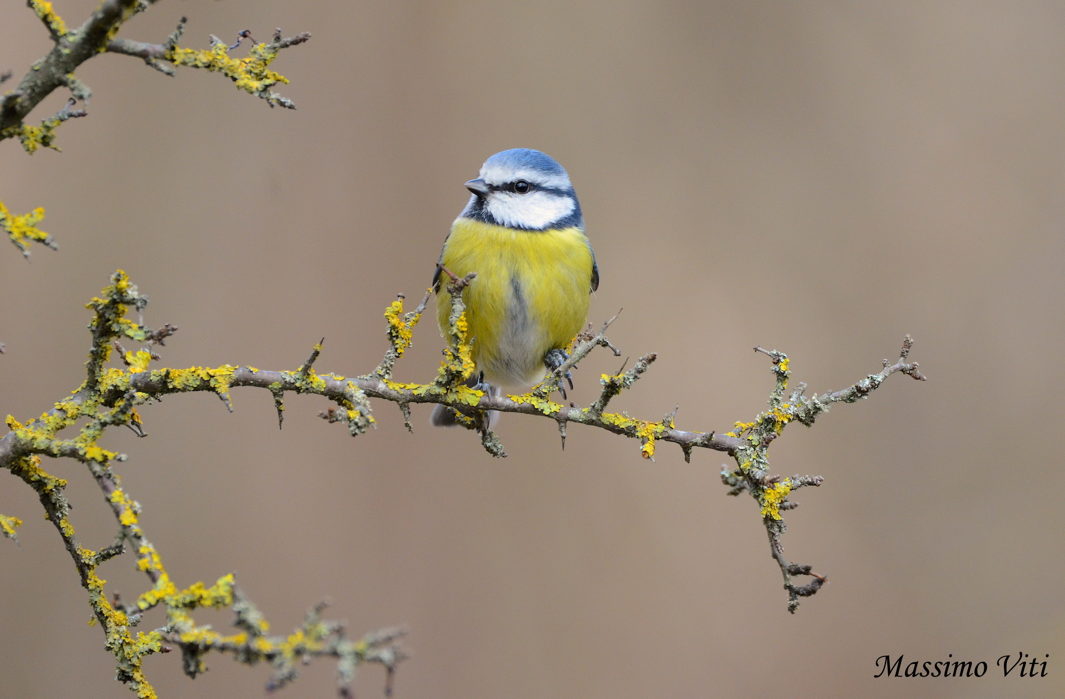 Cinciarella ( Cyanistes caeruleus )