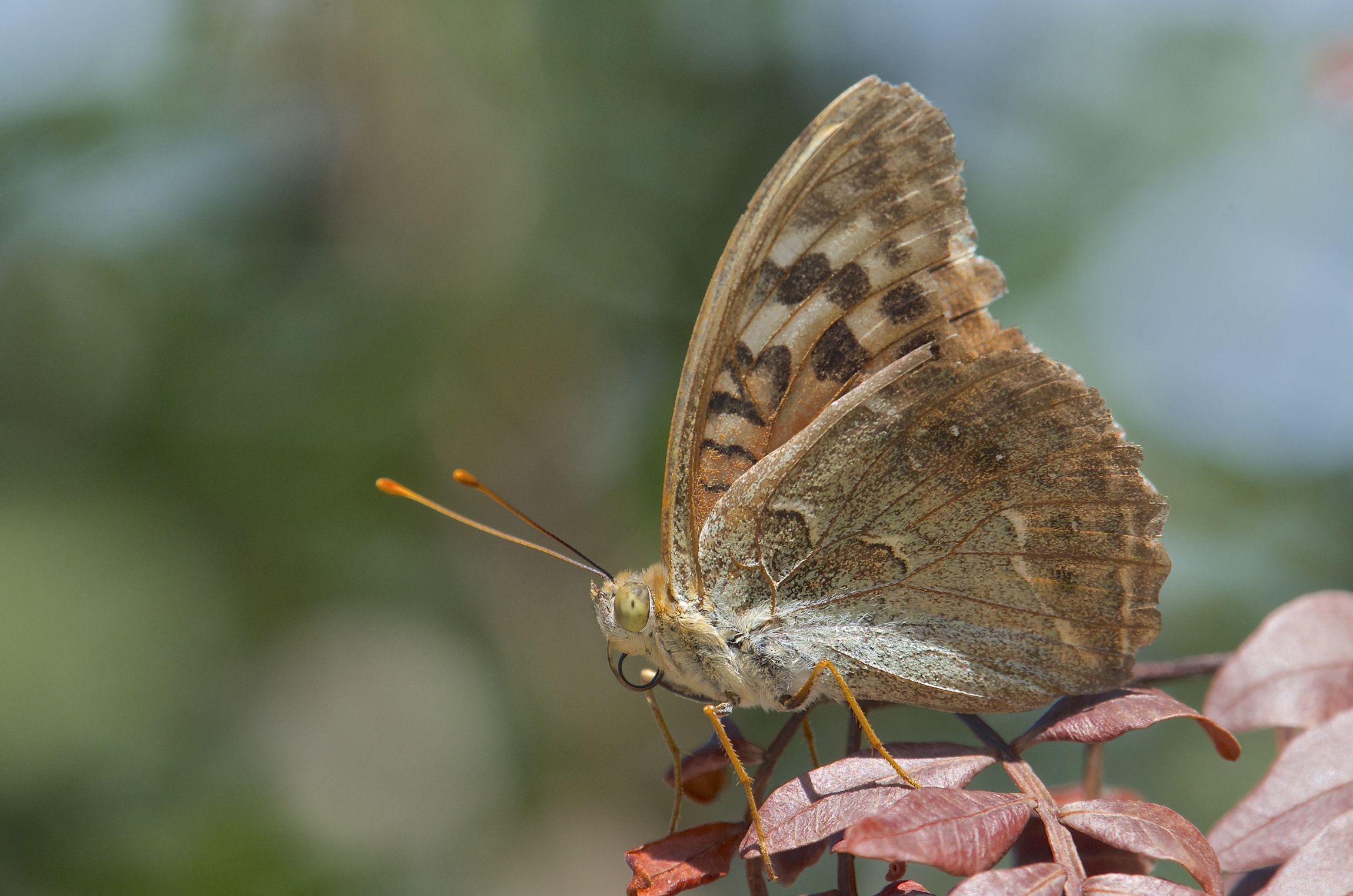 Argynnis pandora