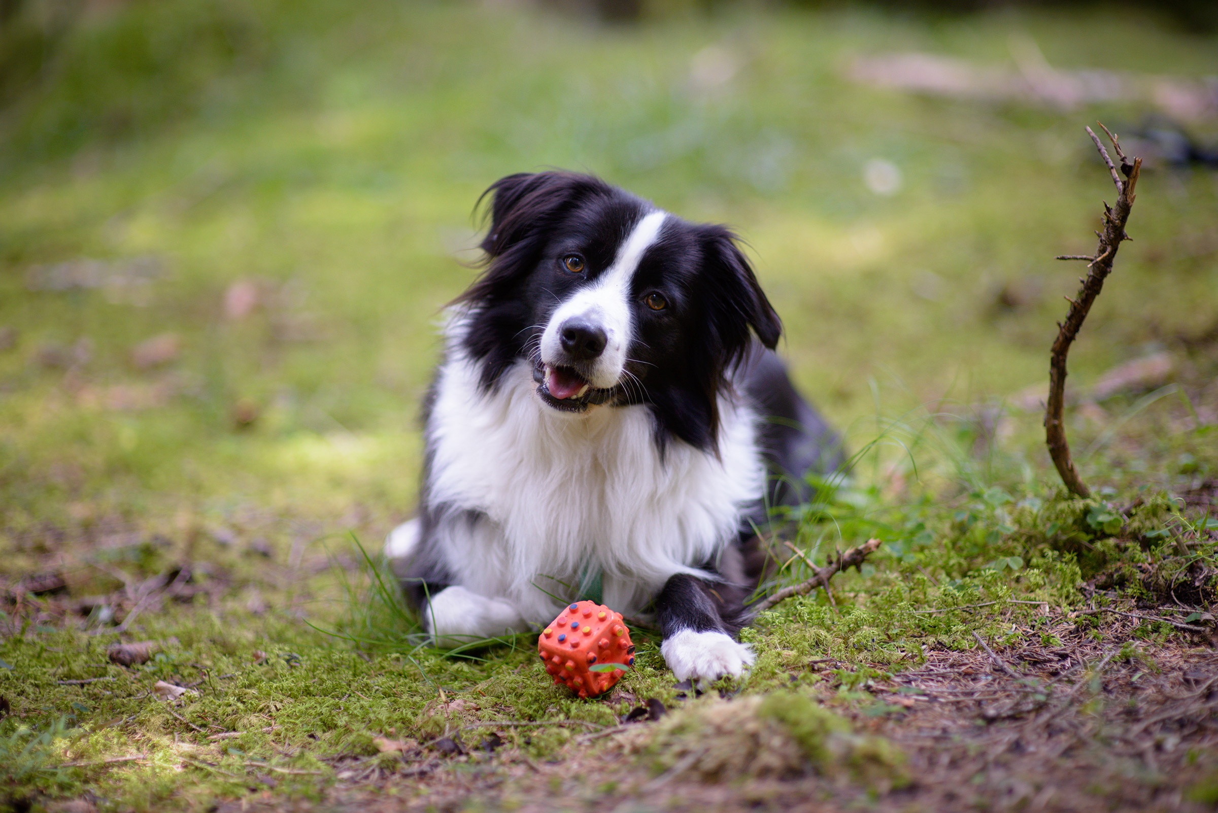 Laika con cubetto rosso