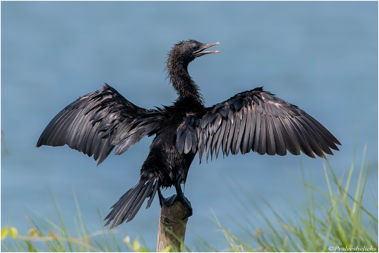 Little Cormorant