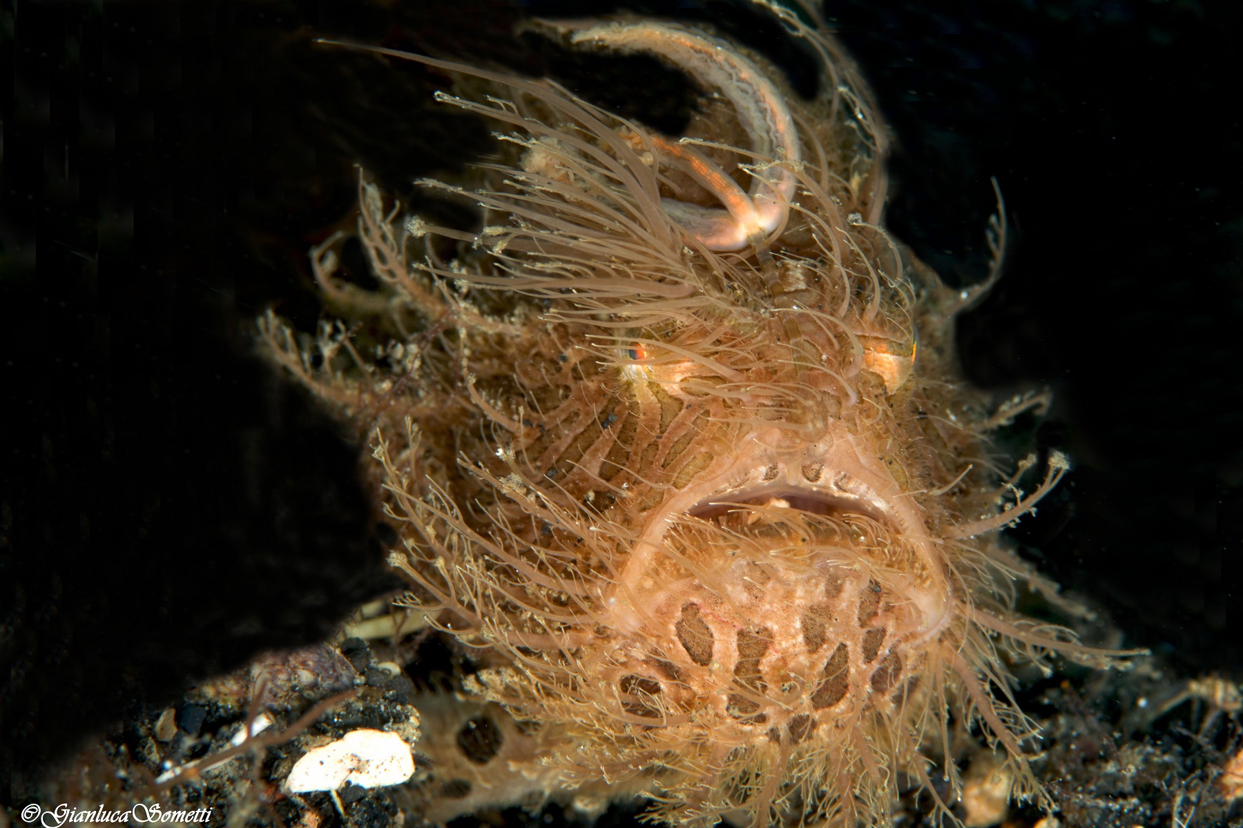 Barba e capelli, grazie