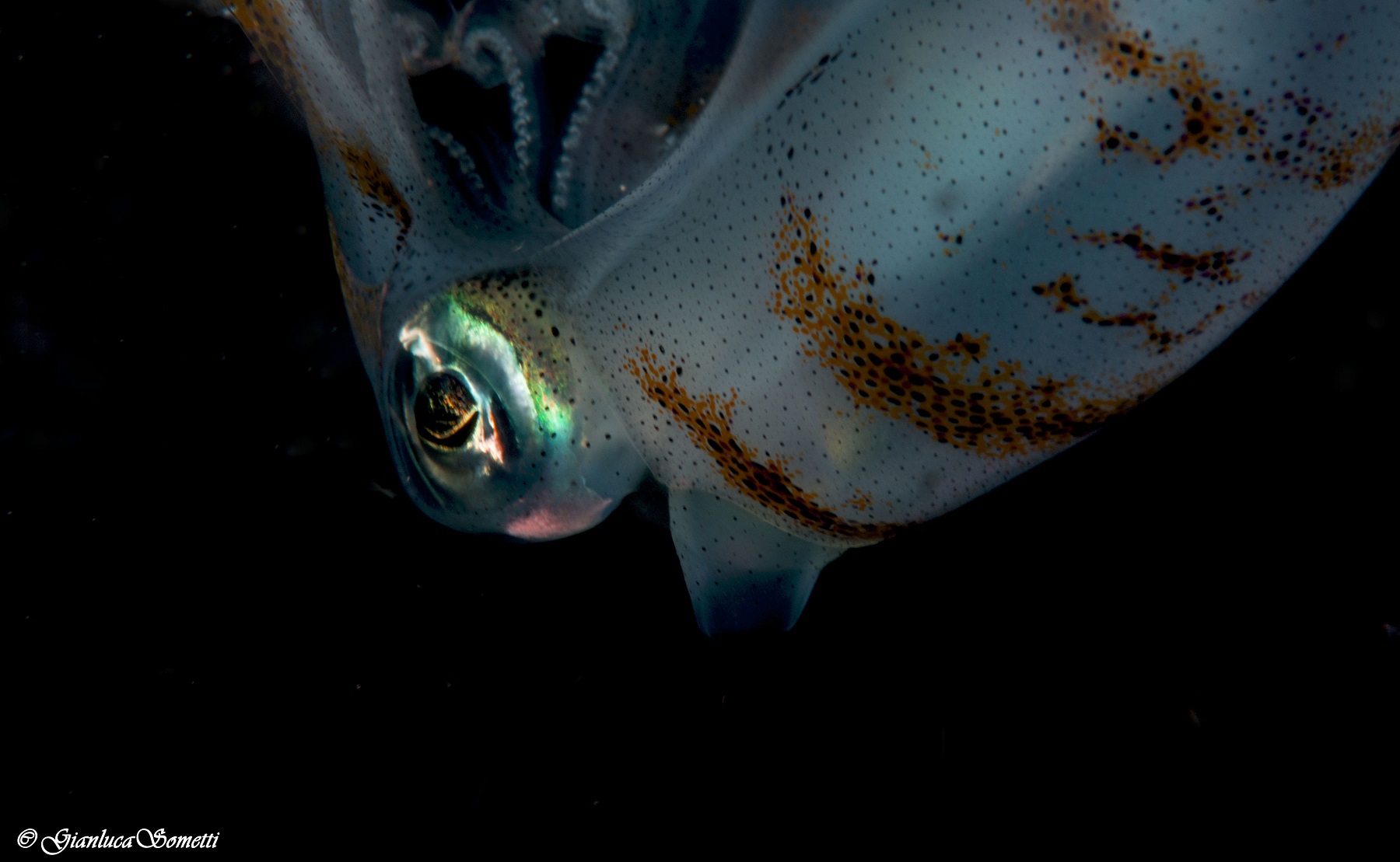 squid dancing in the night