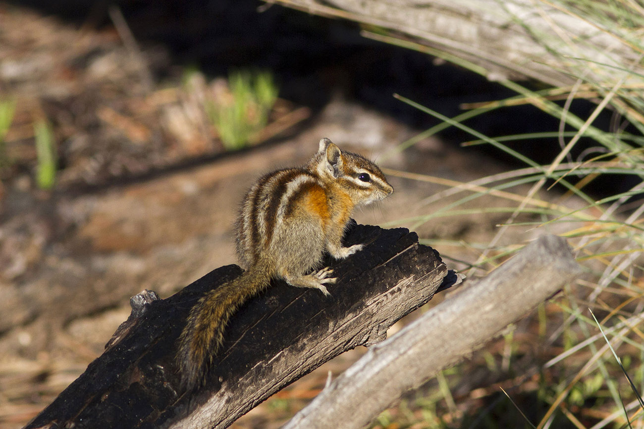 Tamia Striato Chipmunk