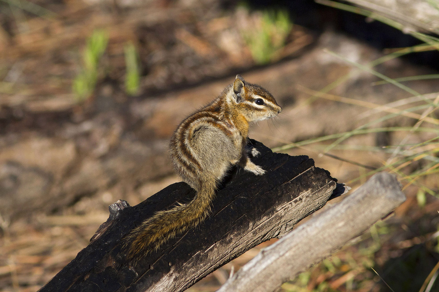 Tamia Striato Chipmunk