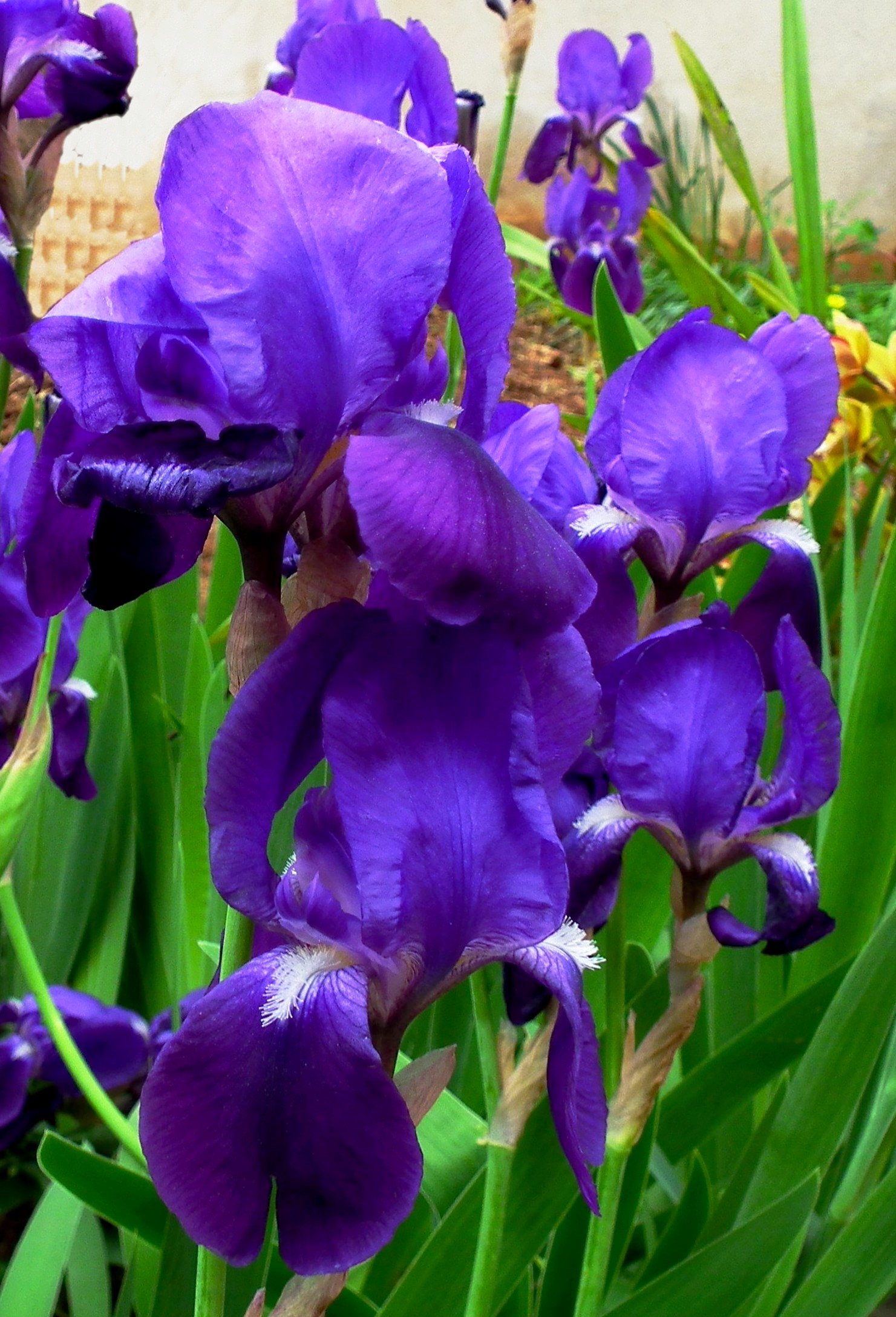 flower that does not last