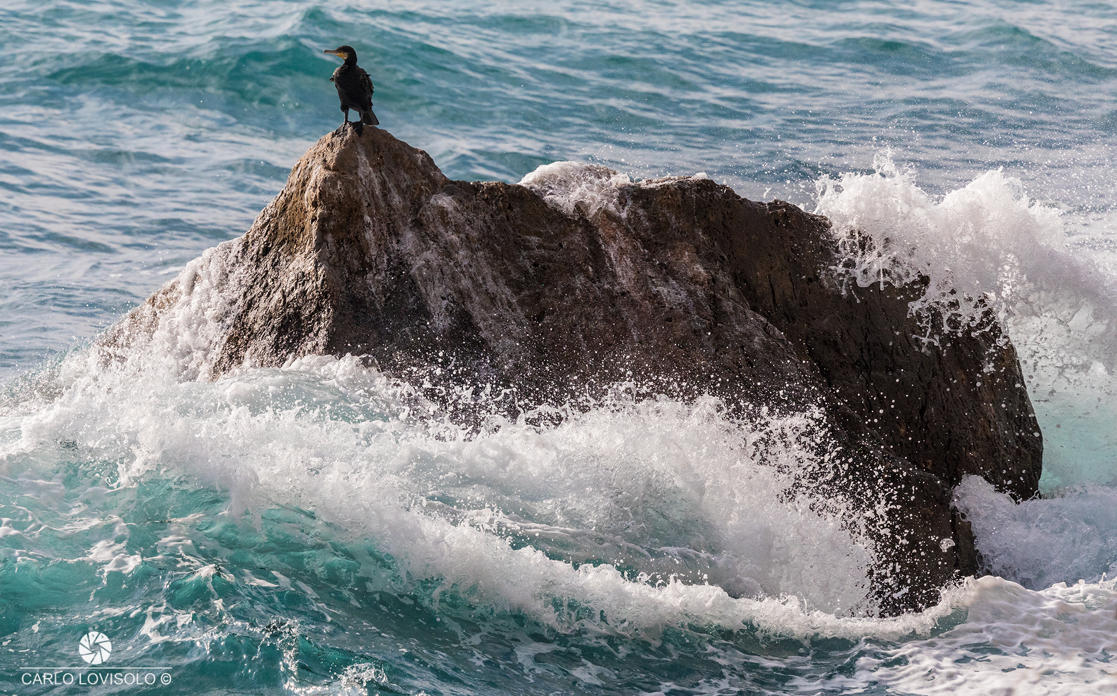 Ligurian Sea Cormorant and wave on the rock