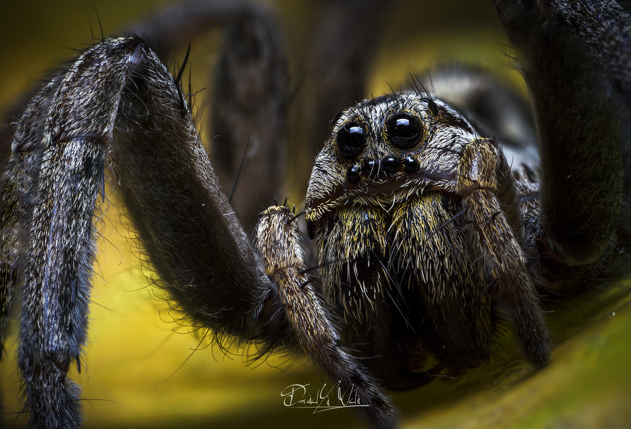 Hogna radiata - Spider wolf