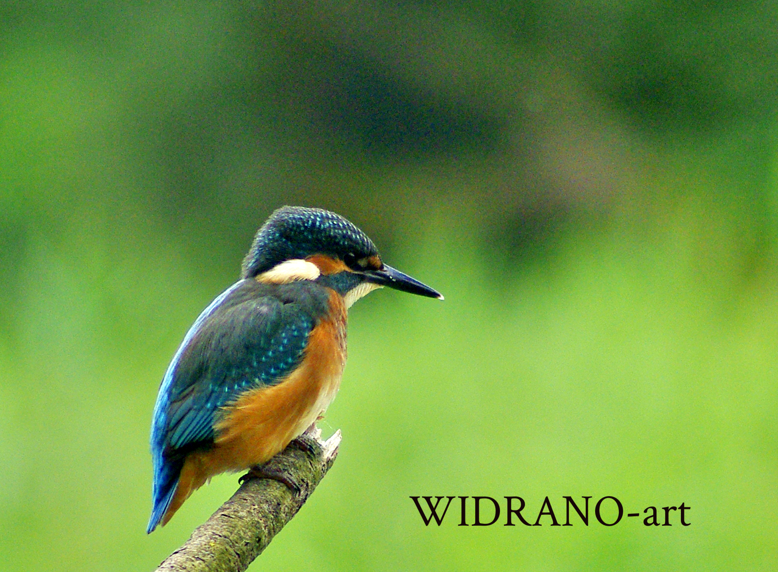 Alcedo atthis