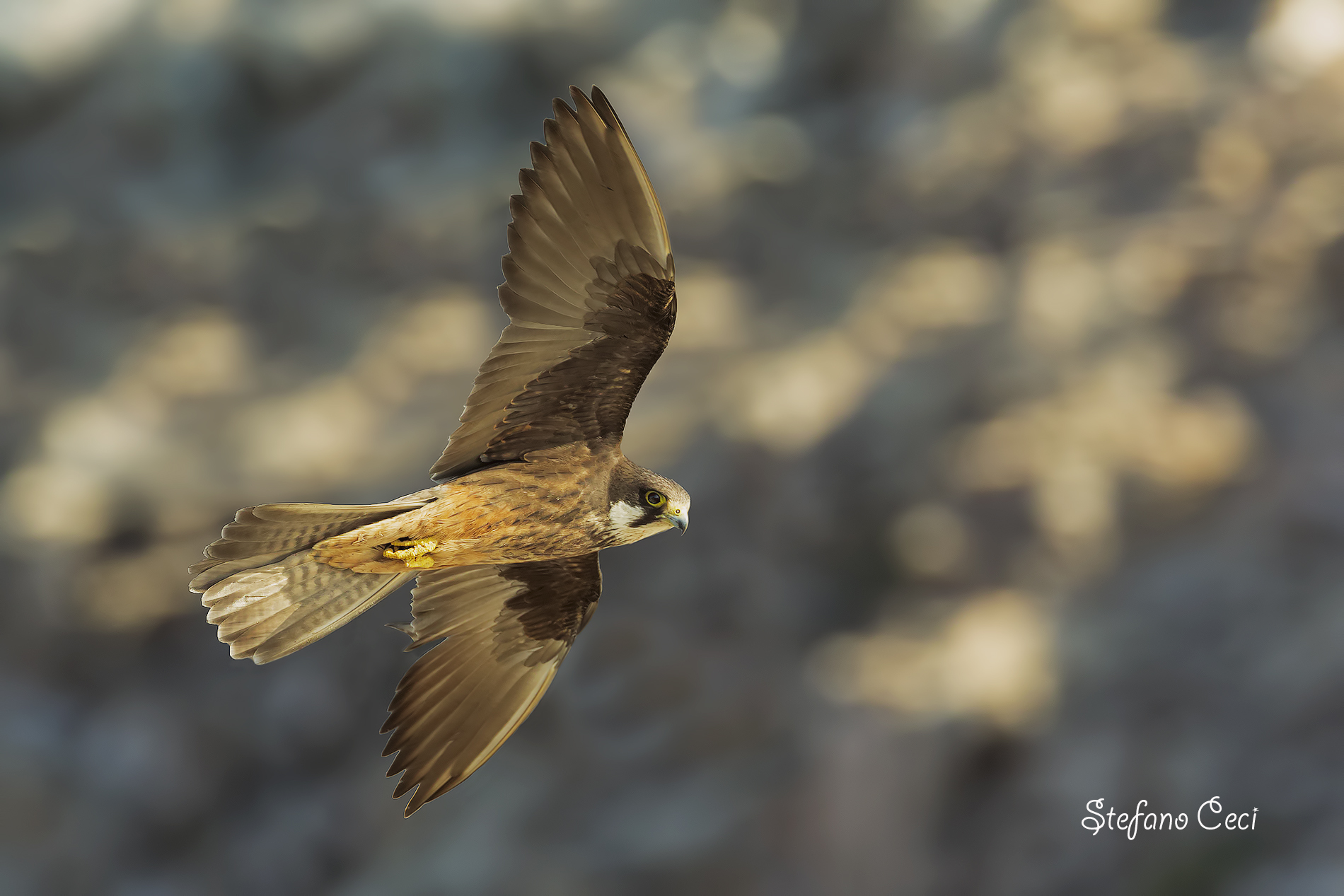 Falco della Regina in volo