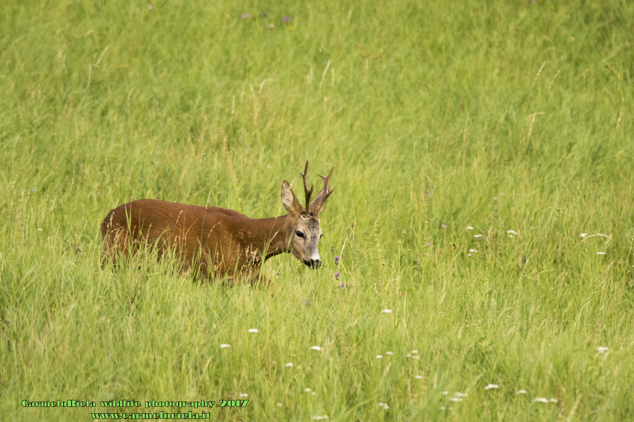 Capricorn walking in the middle of the meadow
