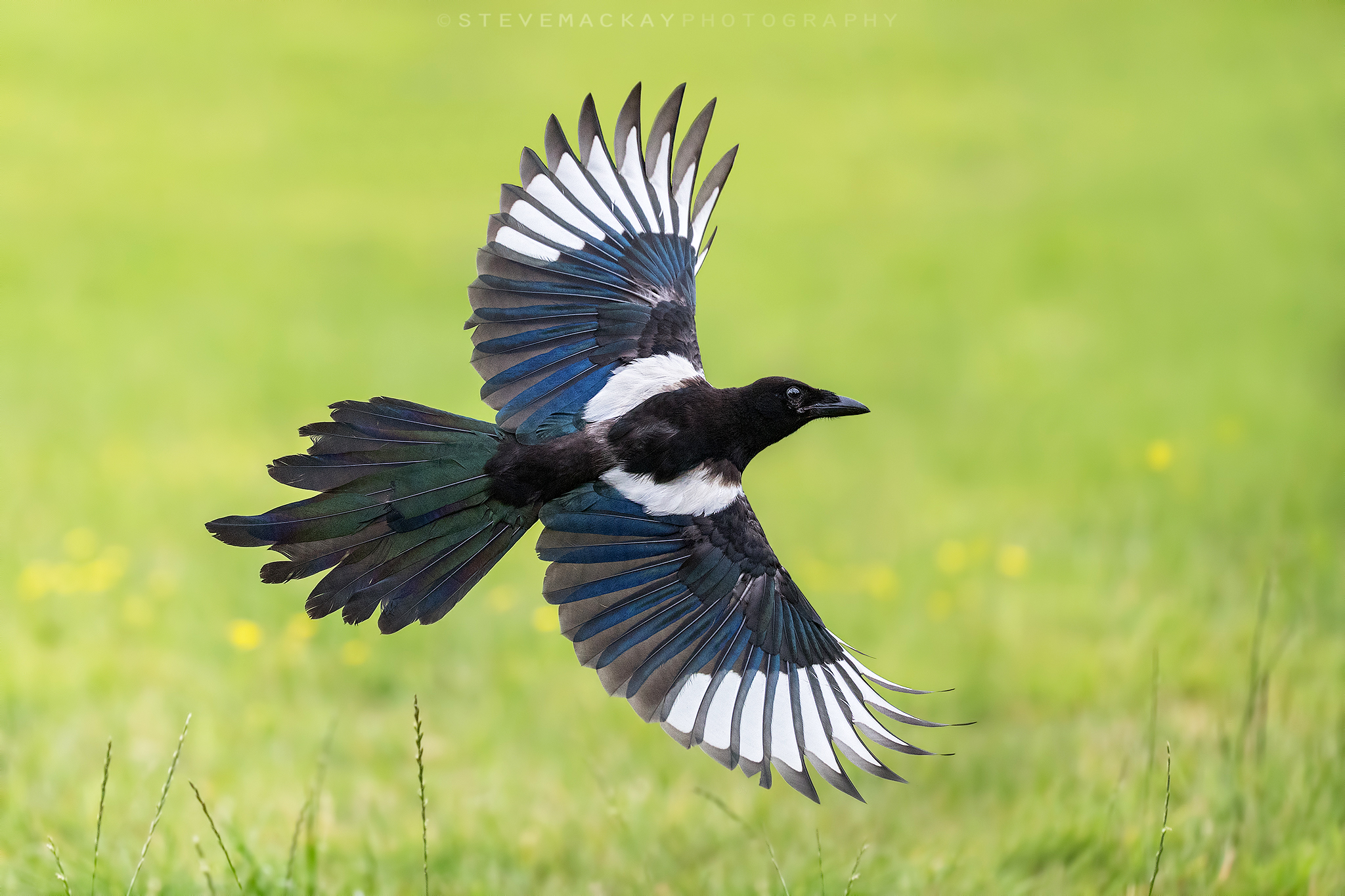 Magpie