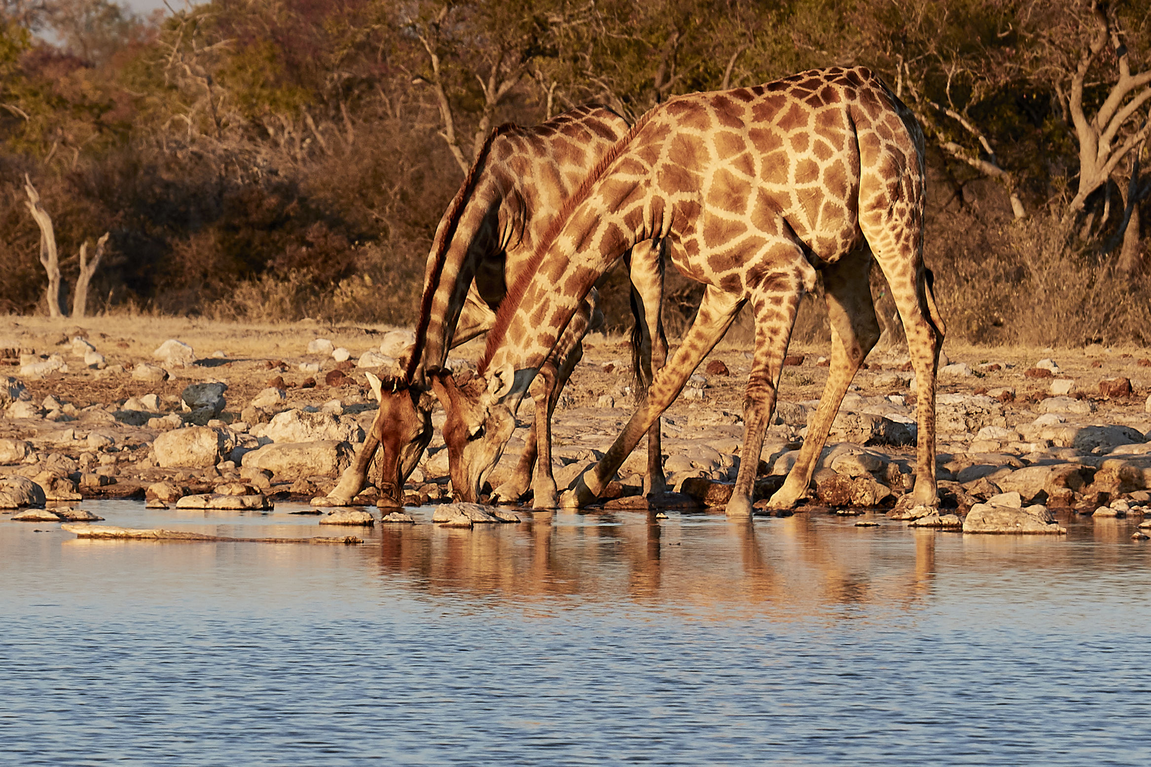 Who does not drink in company ...