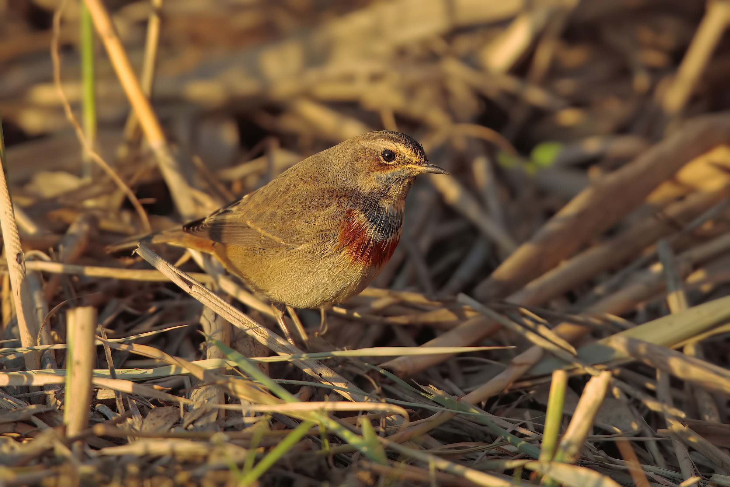 Bluethroat