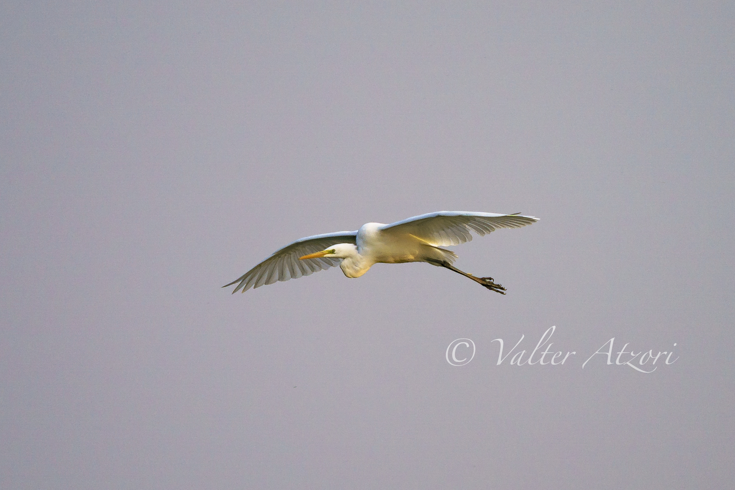 Airone Bianco maggiore